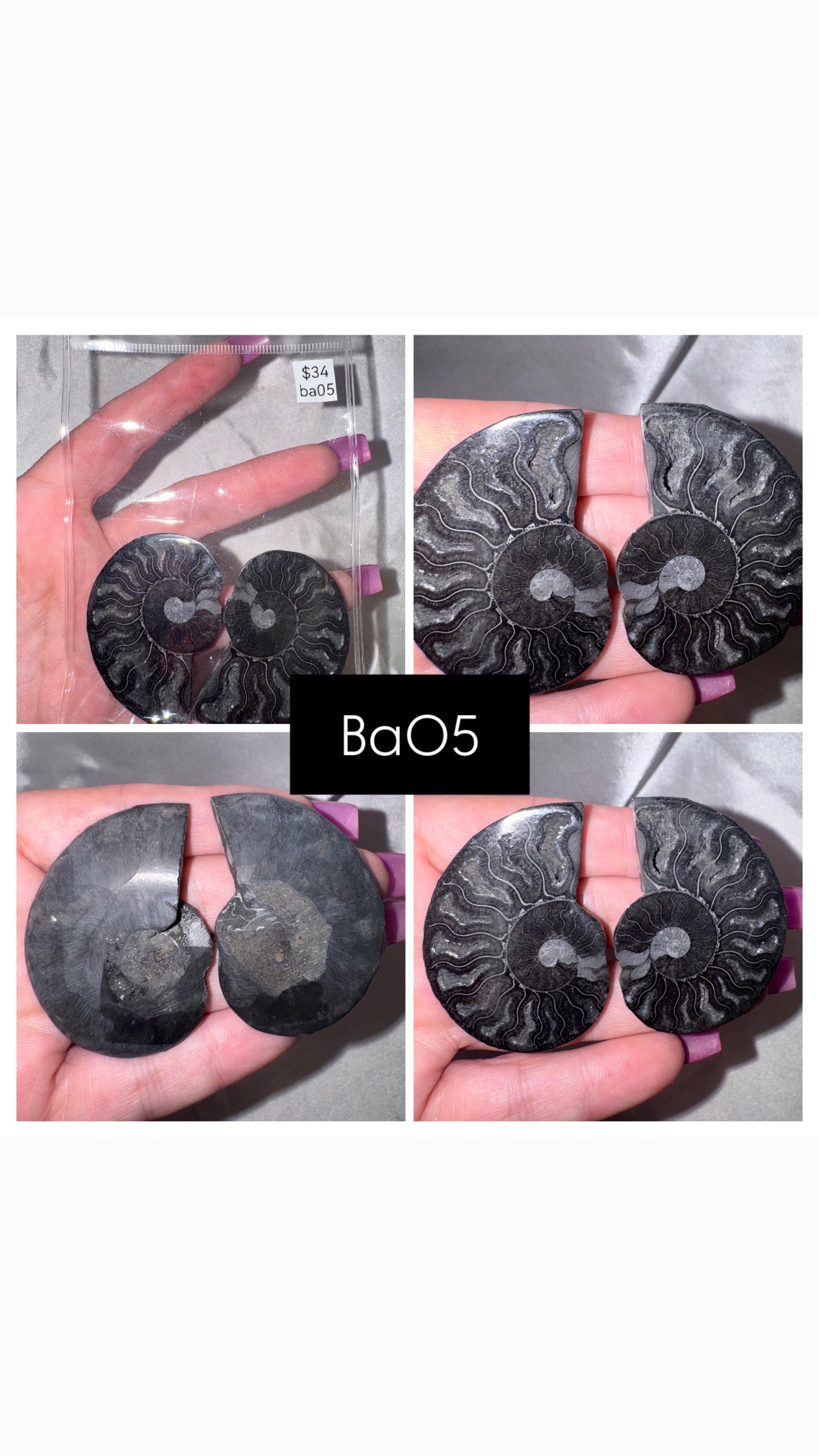 Black Ammonite Rare