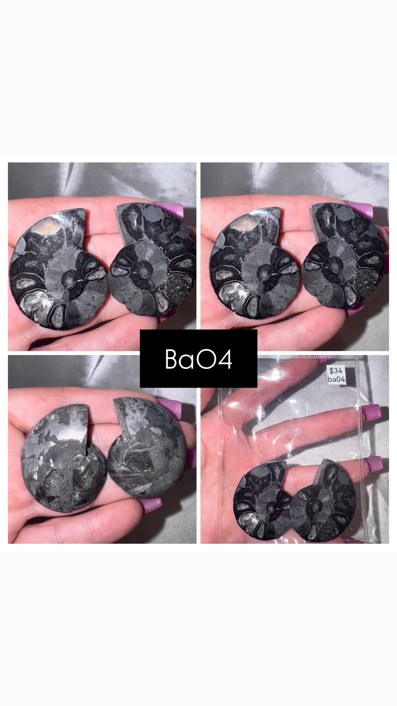 Black Ammonite Rare