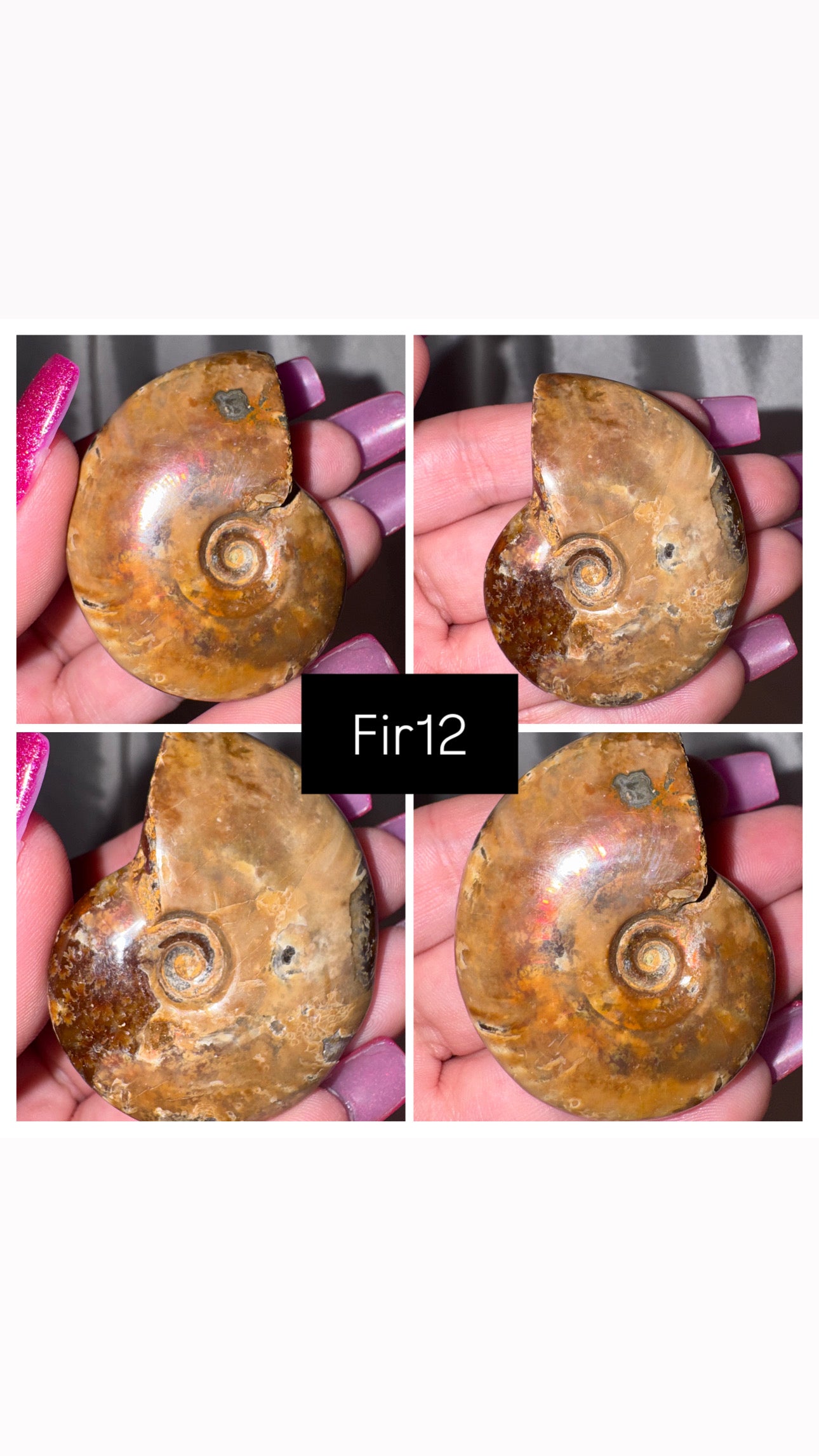 Fire Ammonite