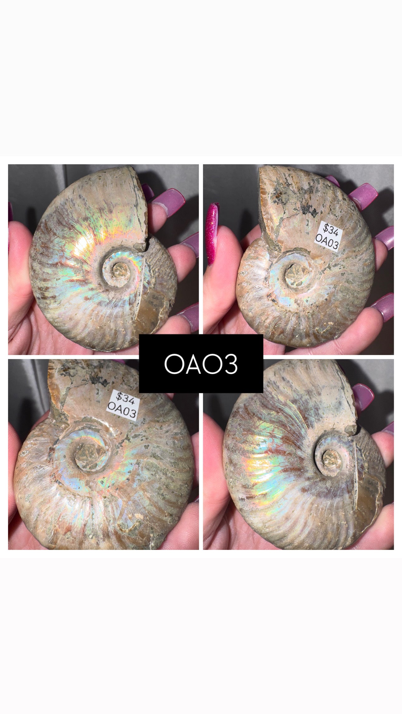 Opalized Ammonite Large (last 2!)