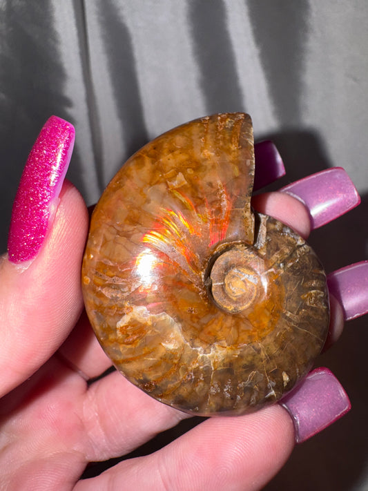 Fire Ammonite