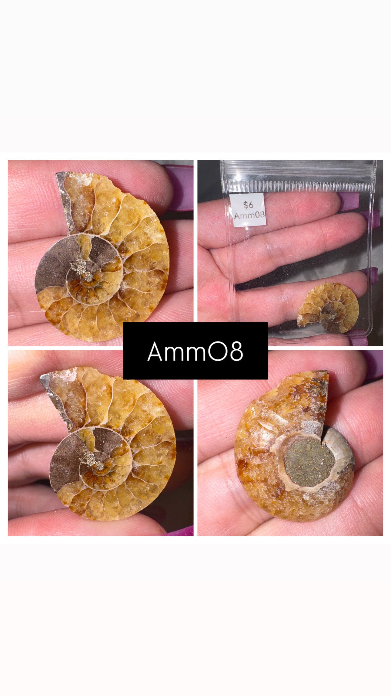 Ammonite Half