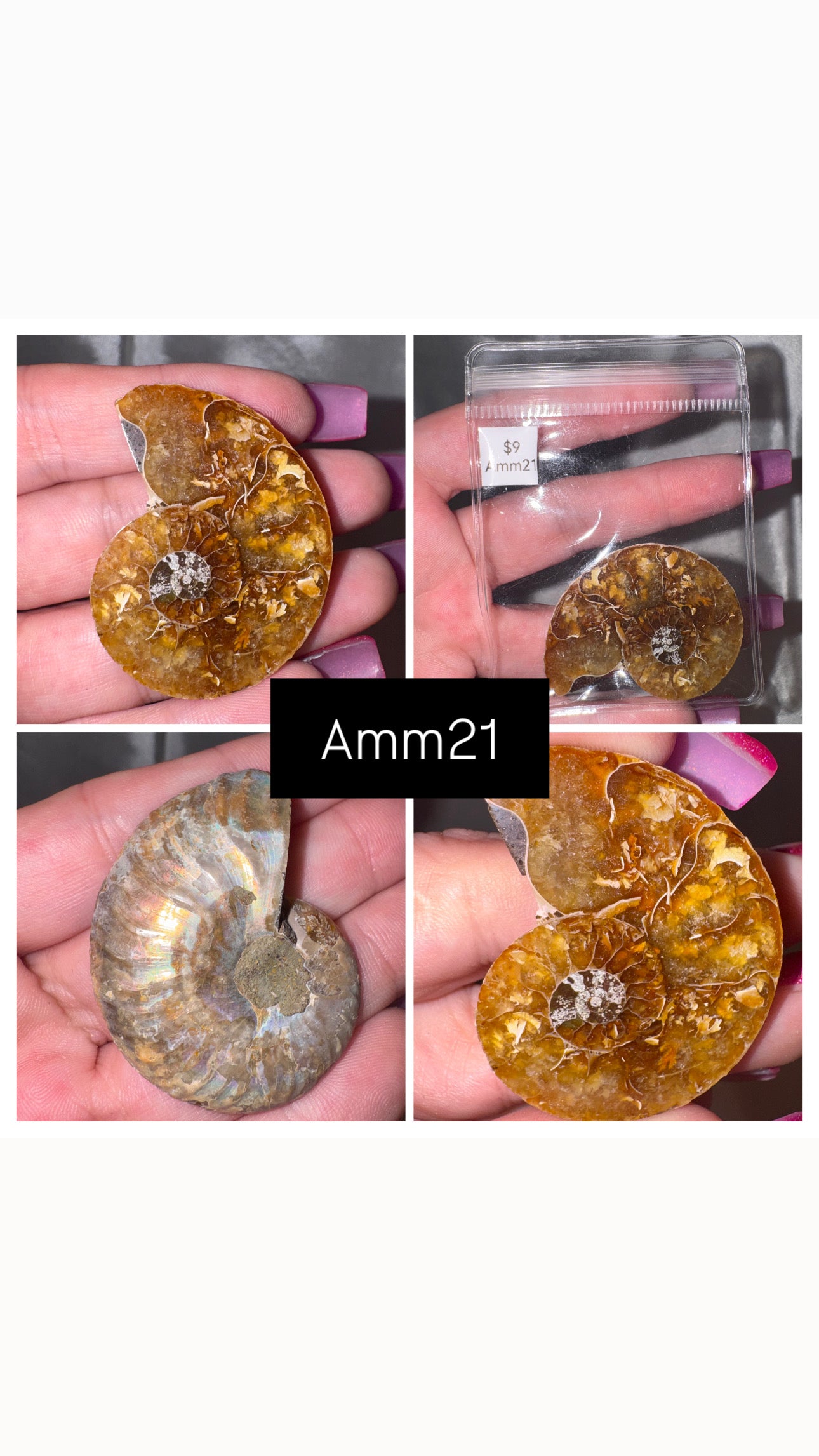 Ammonite Half
