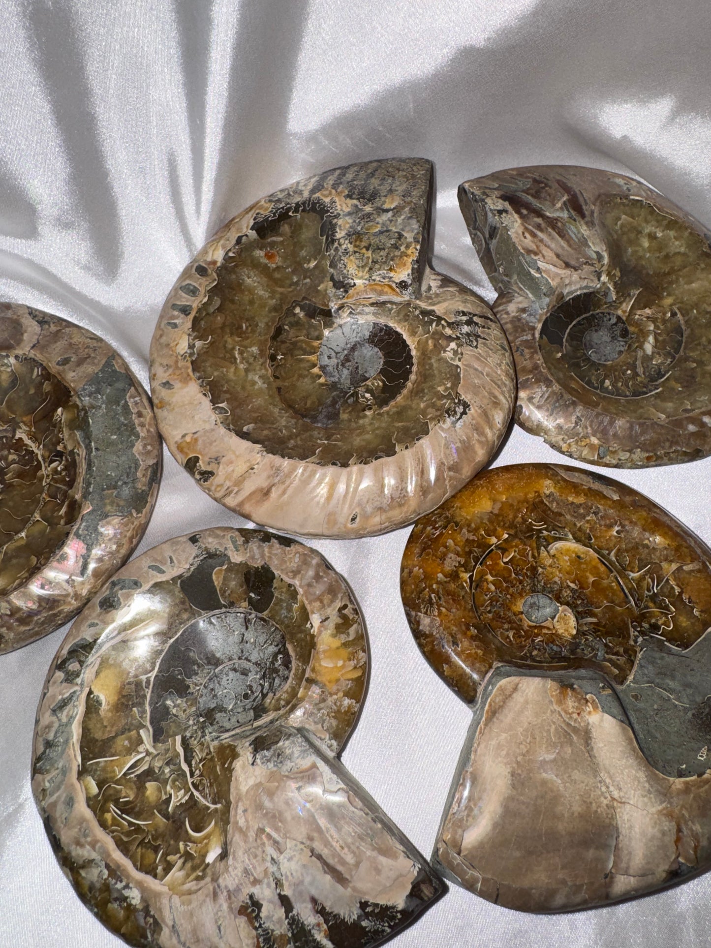 Ammonite Large Bowl