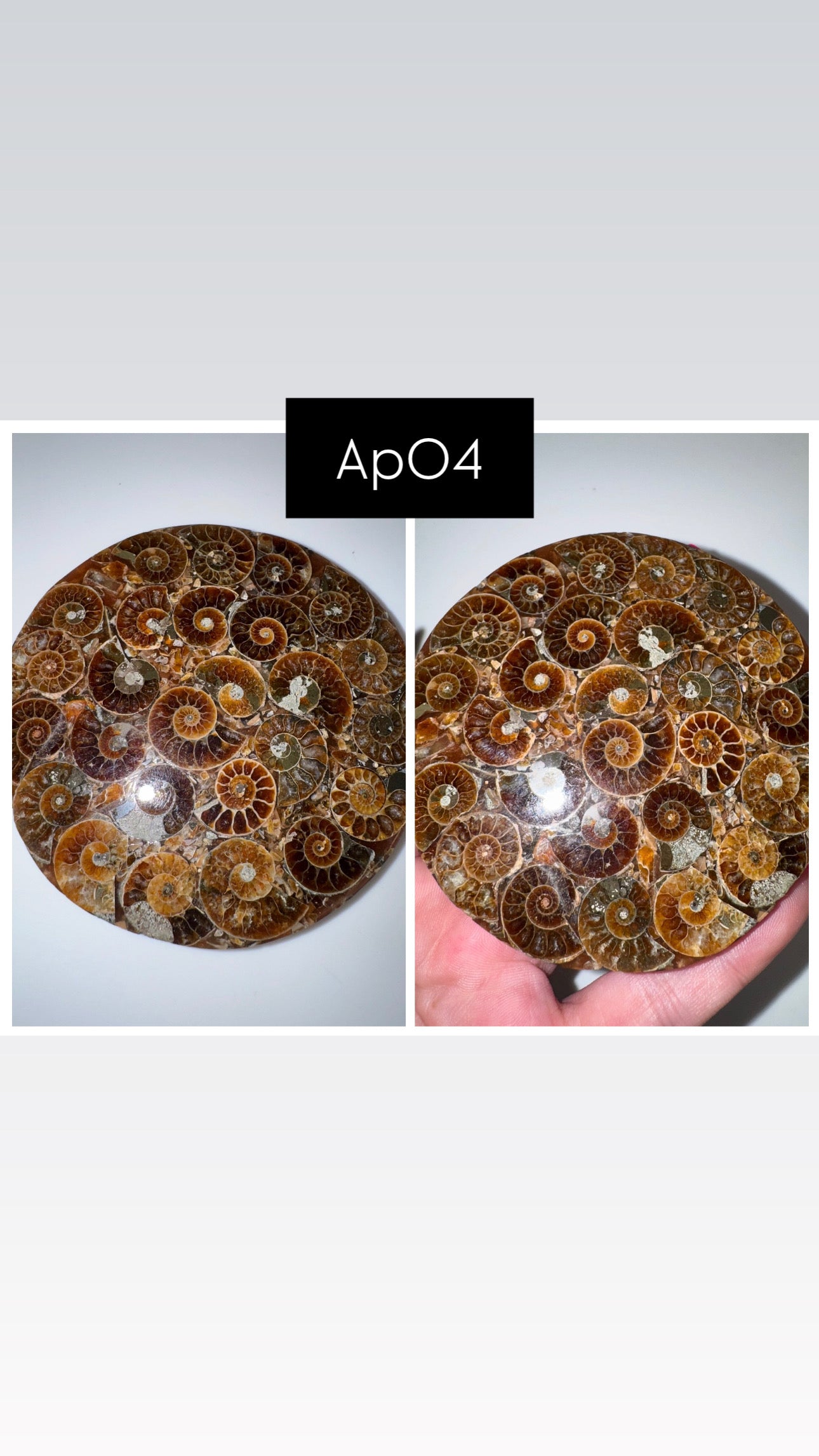 Ammonite Fossil Plate