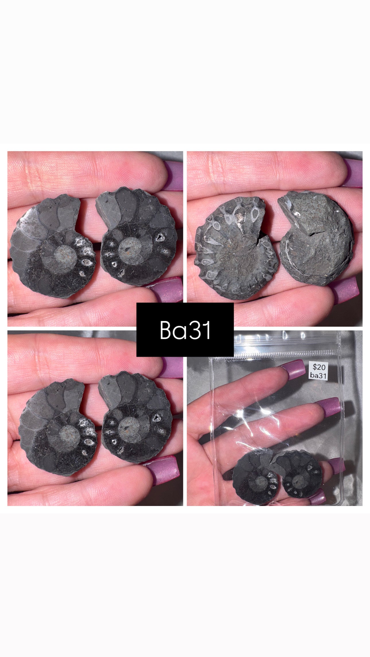 Black Ammonite Rare