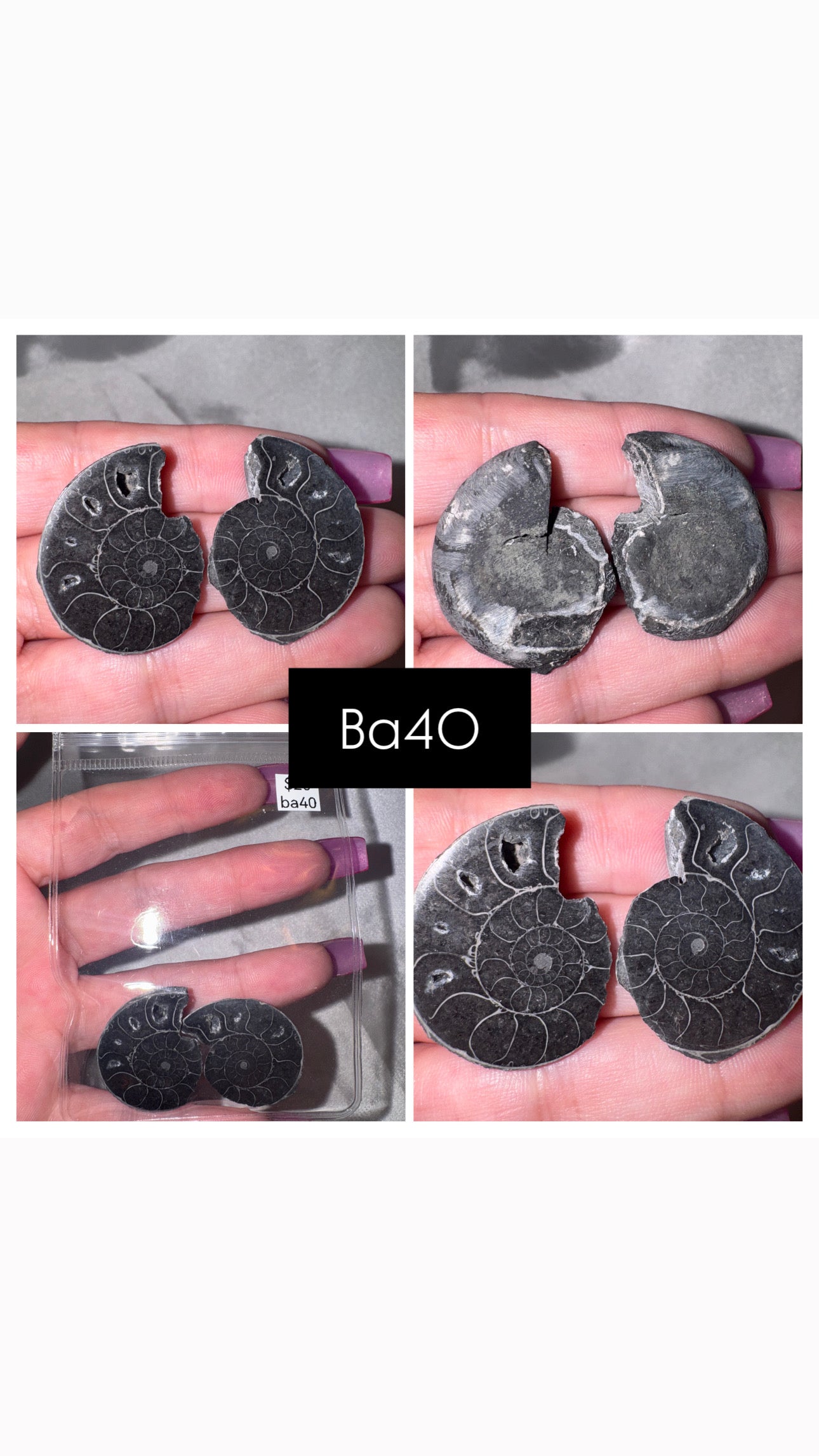 Black Ammonite Rare