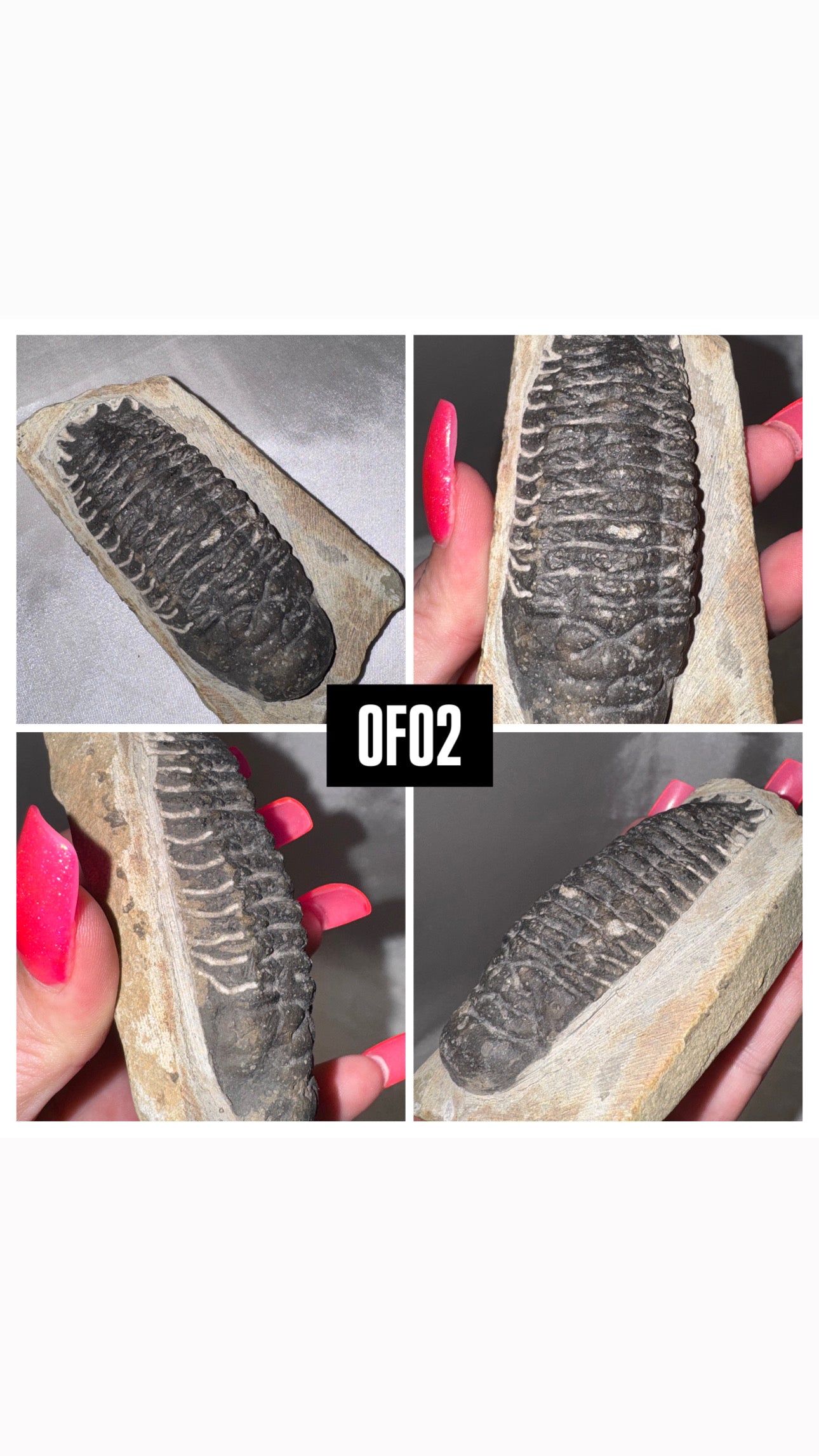 Orthocerra Fossil XL