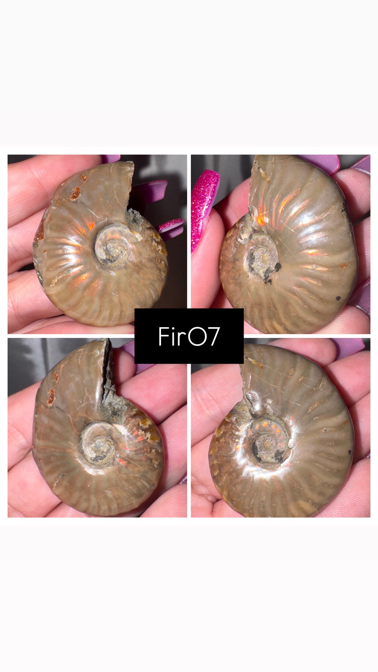 Fire Ammonite