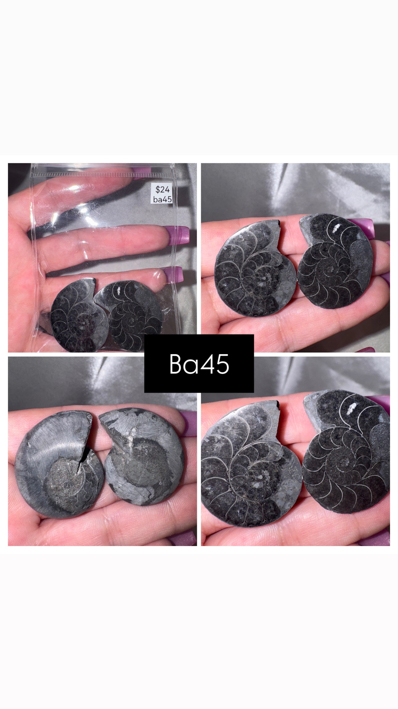 Black Ammonite Rare