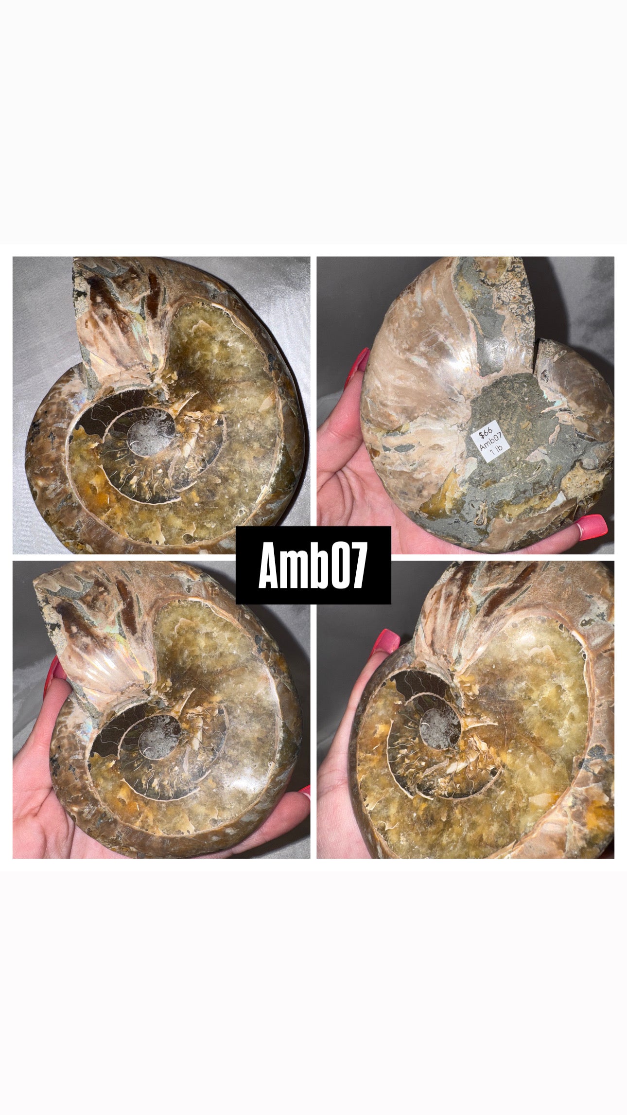 Ammonite Large Bowl