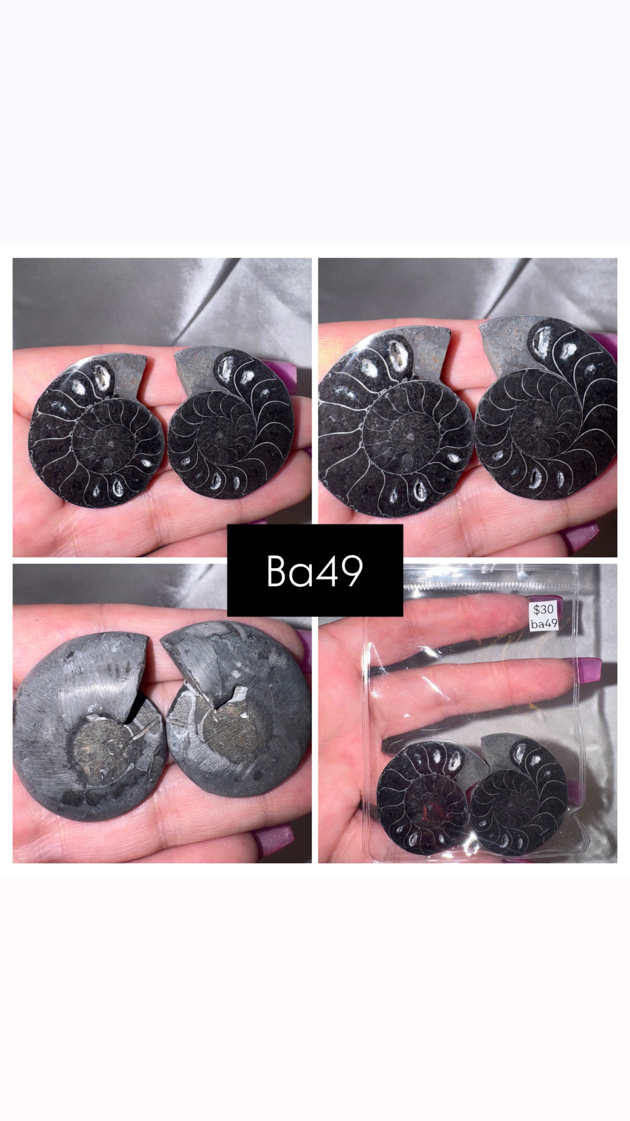 Black Ammonite Rare