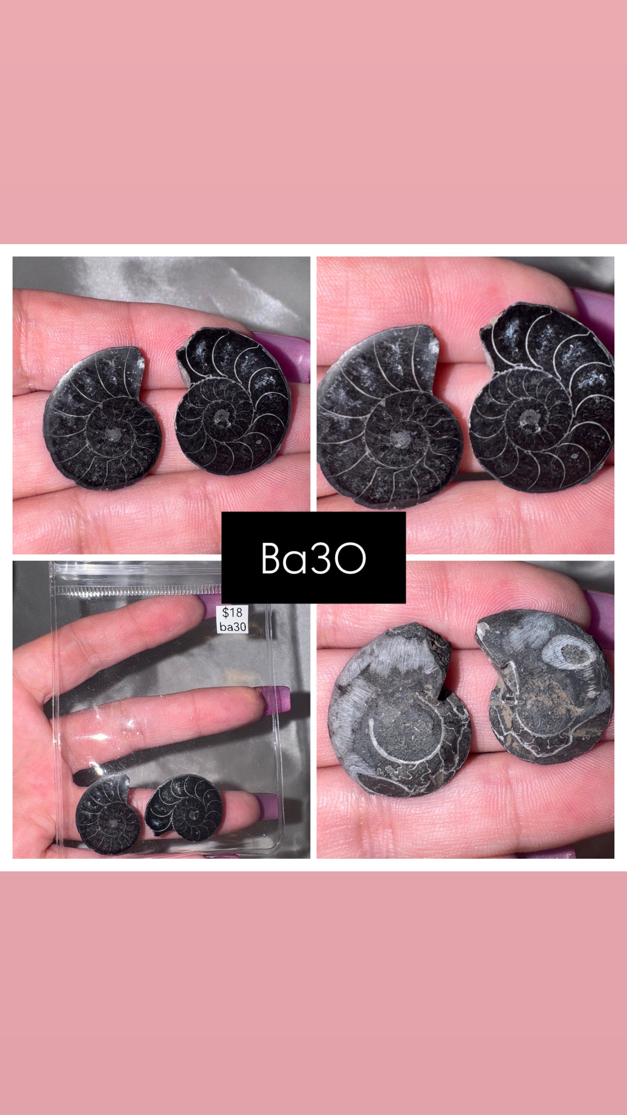 Black Ammonite Rare
