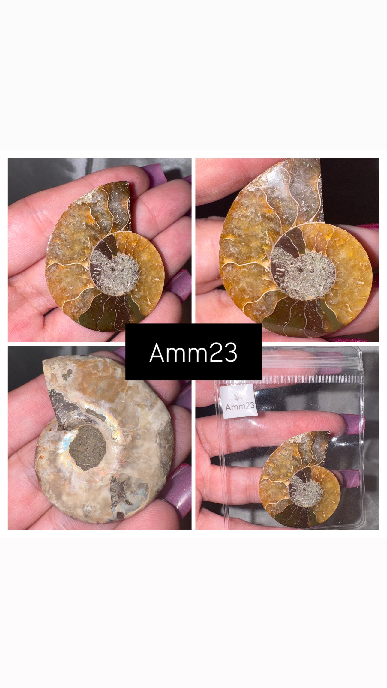 Ammonite Half