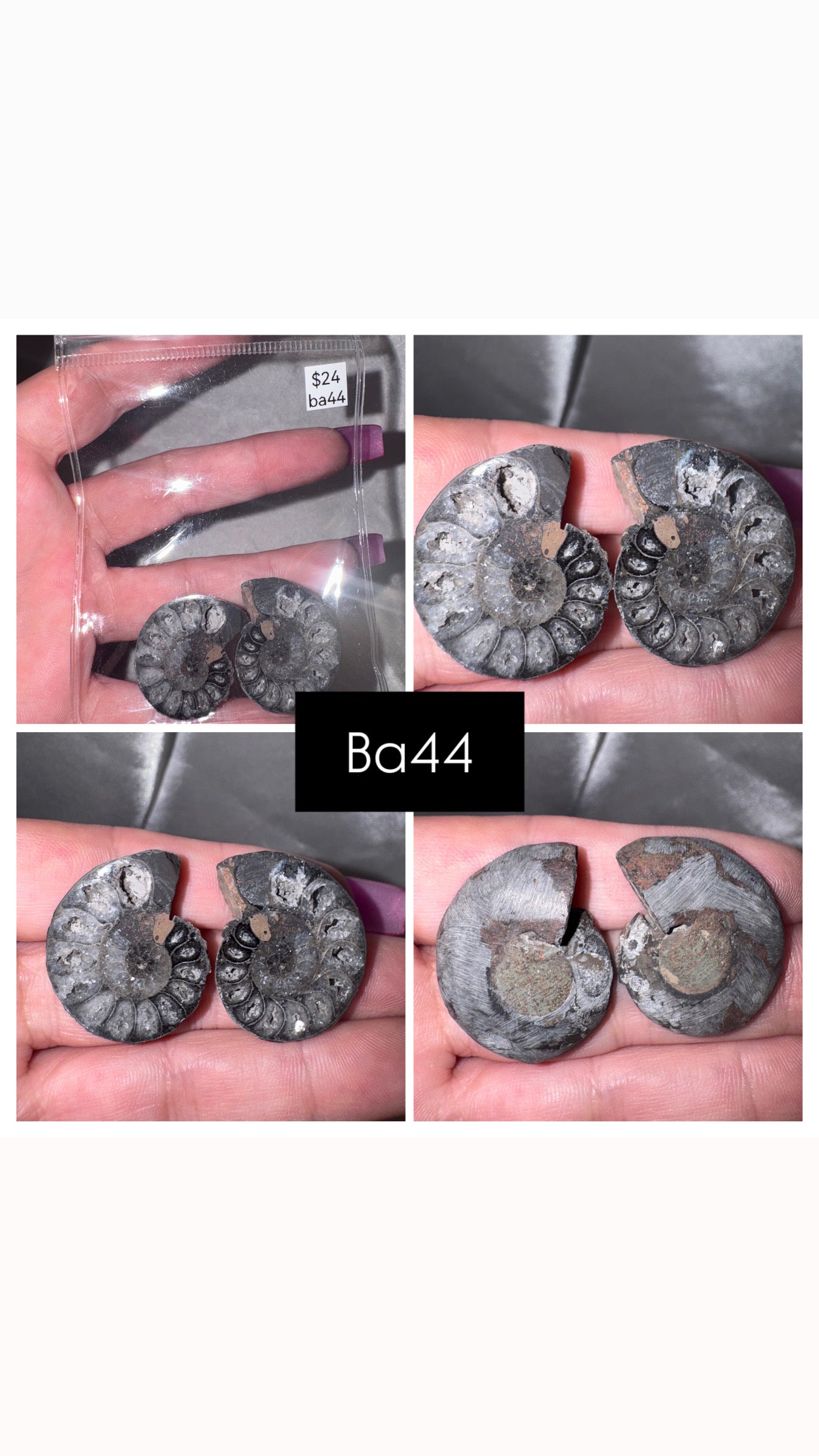 Black Ammonite Rare