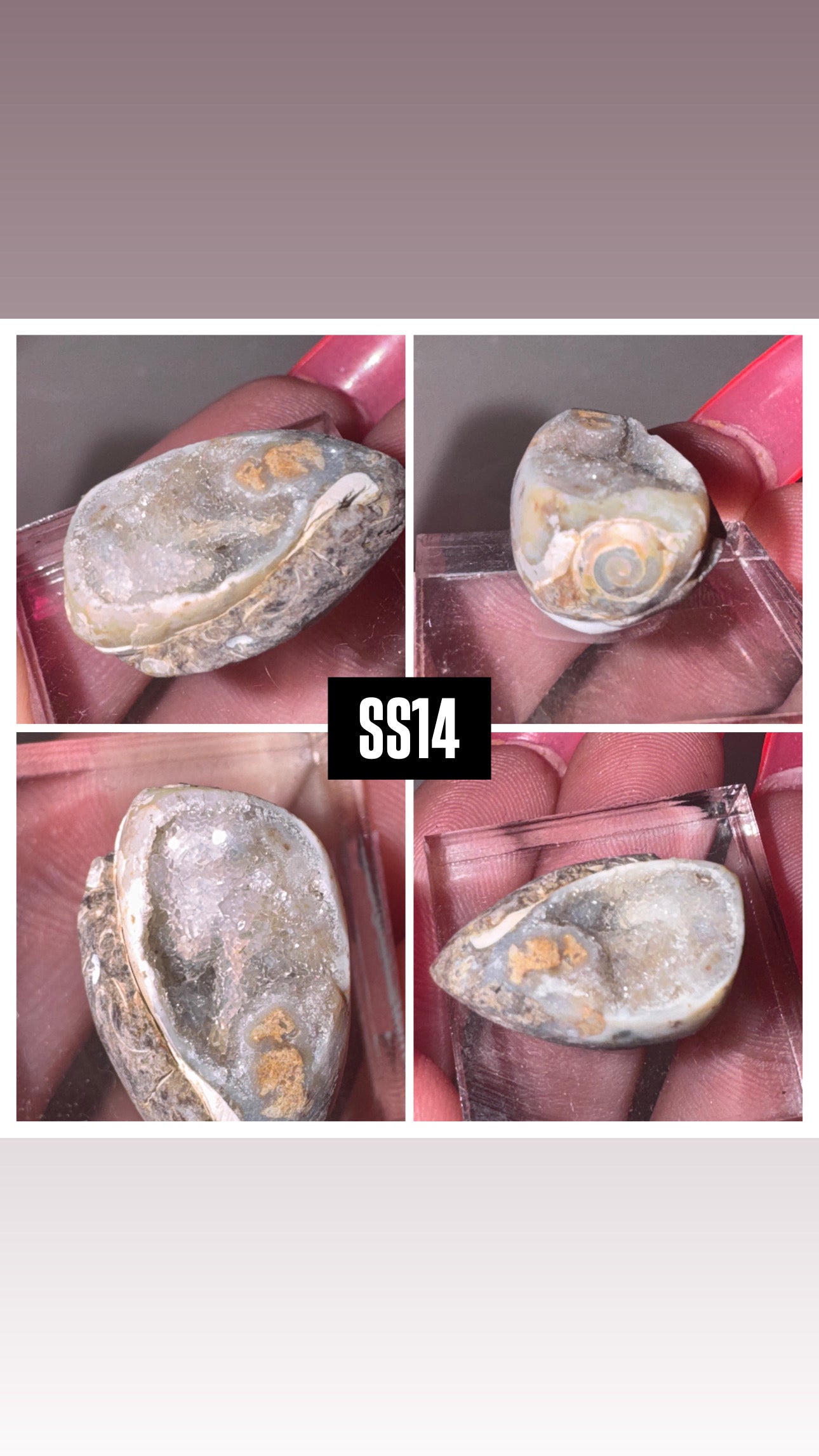 Druzy Fossilized Spiralite Quartz Shell Specimen