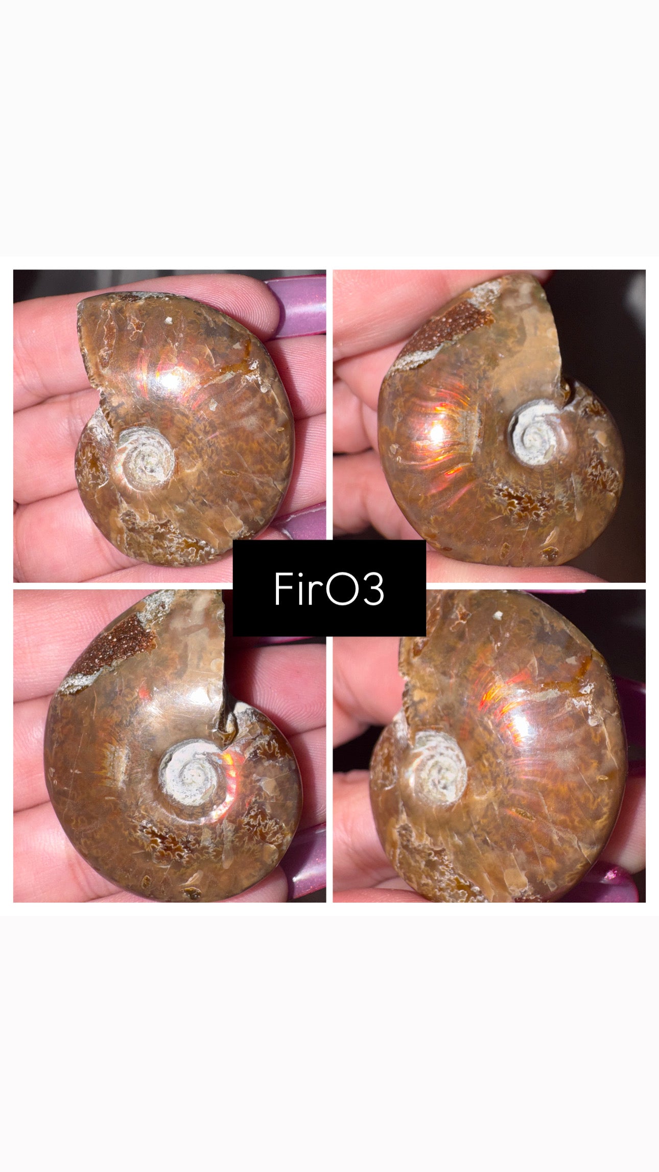 Fire Ammonite
