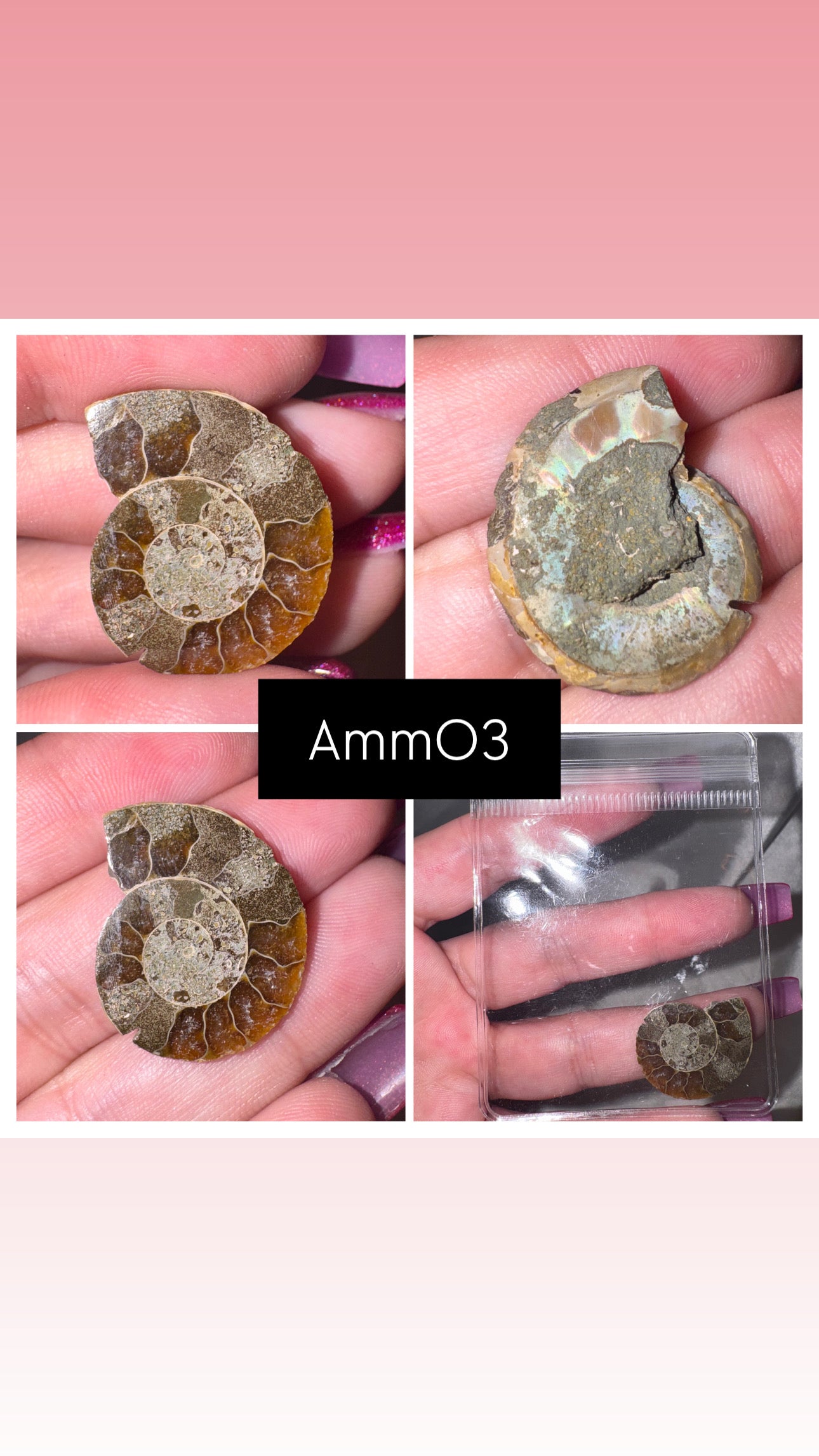 Ammonite Half