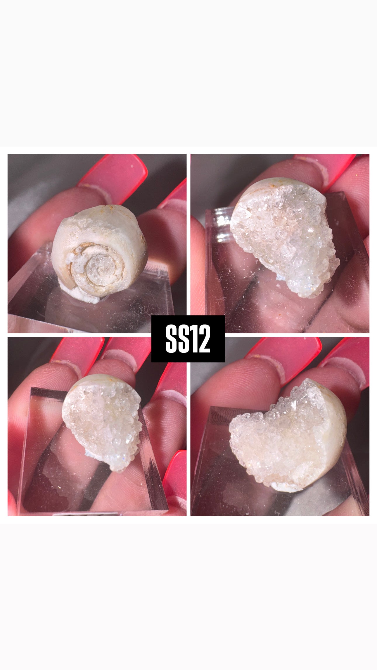 Druzy Fossilized Spiralite Quartz Shell Specimen