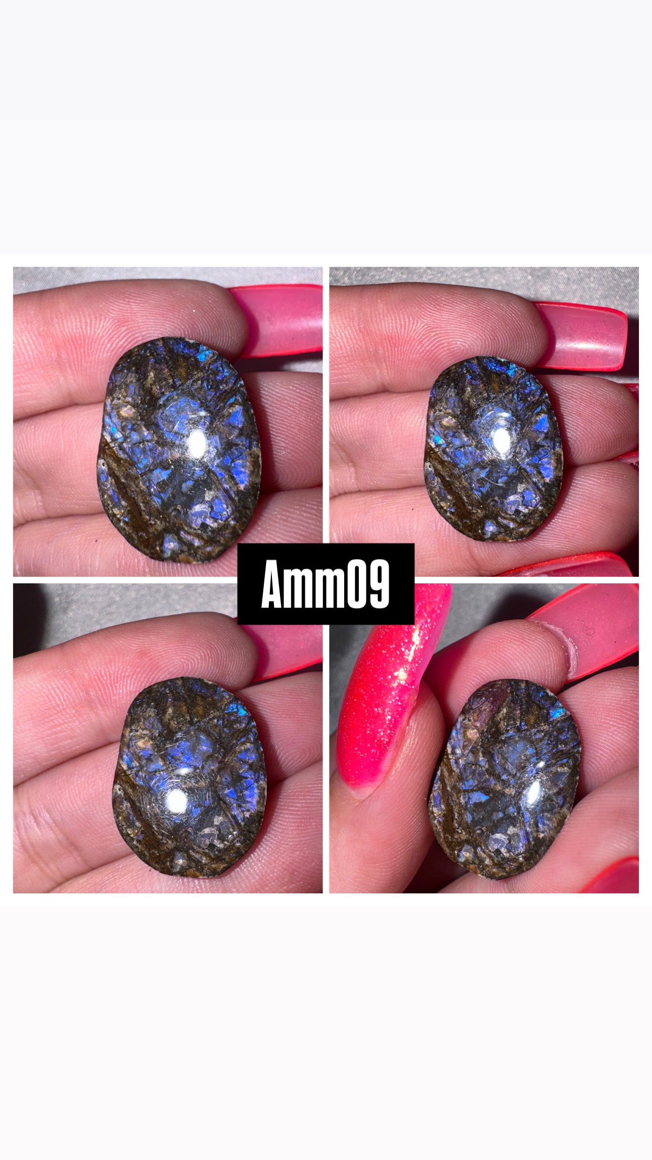 Ammolite Rare