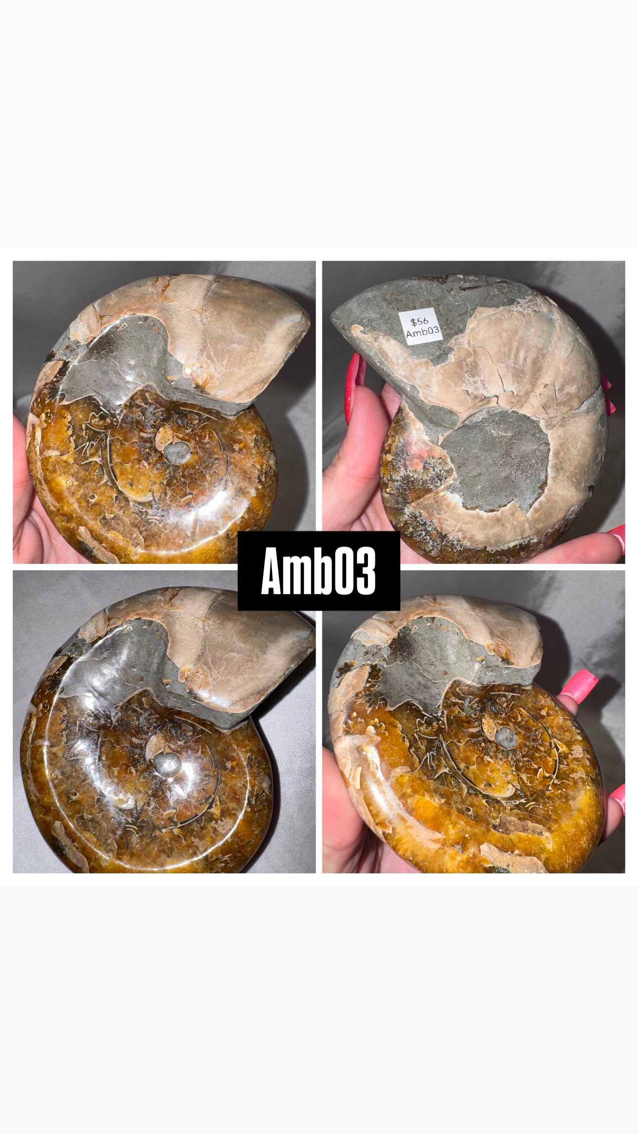 Ammonite Large Bowl
