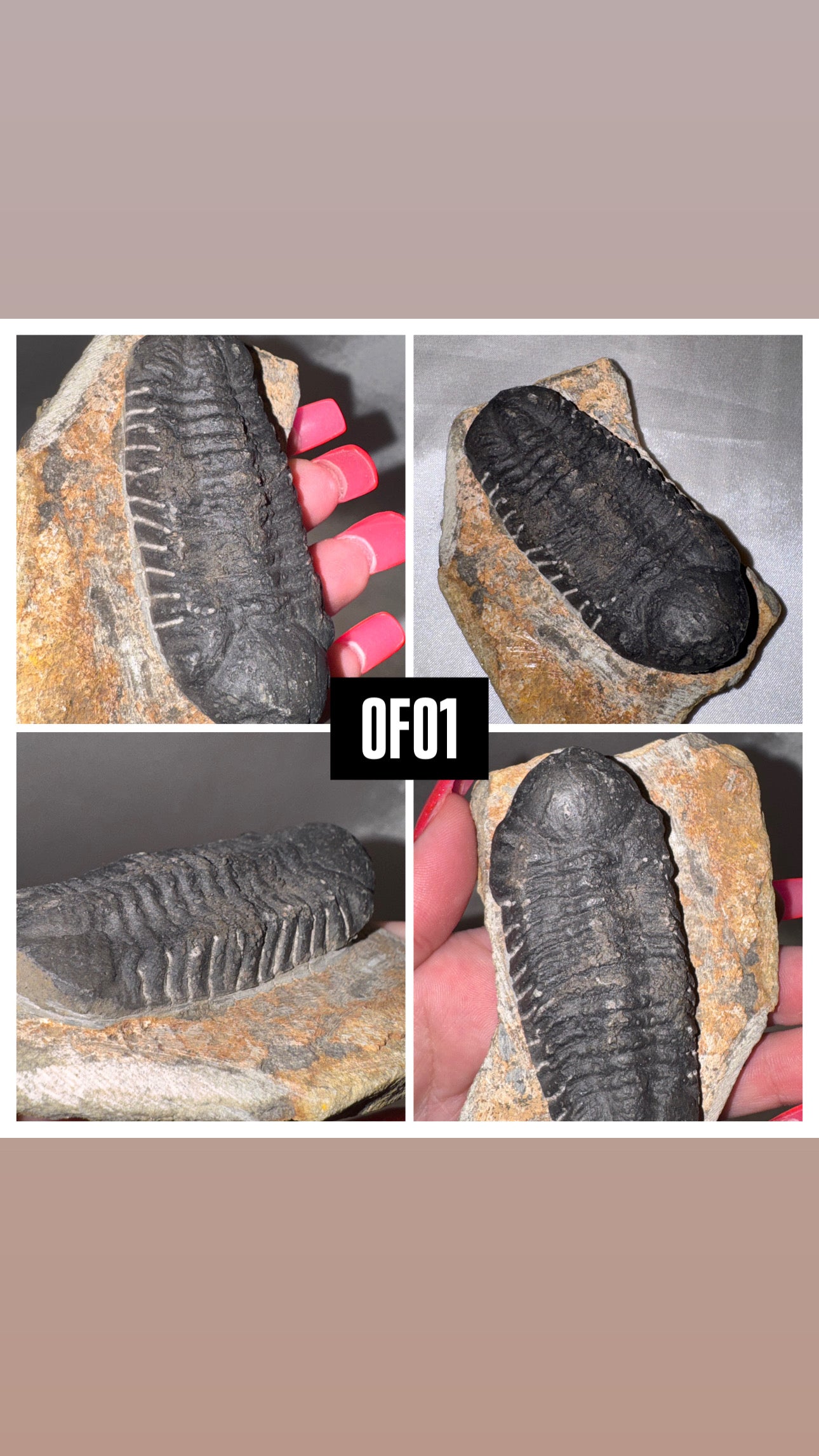 Orthocerra Fossil XL