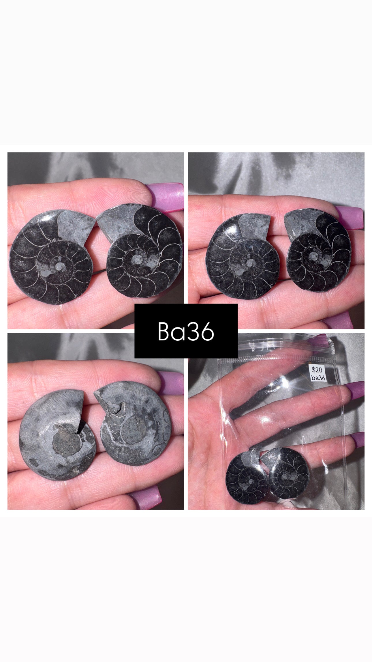 Black Ammonite Rare