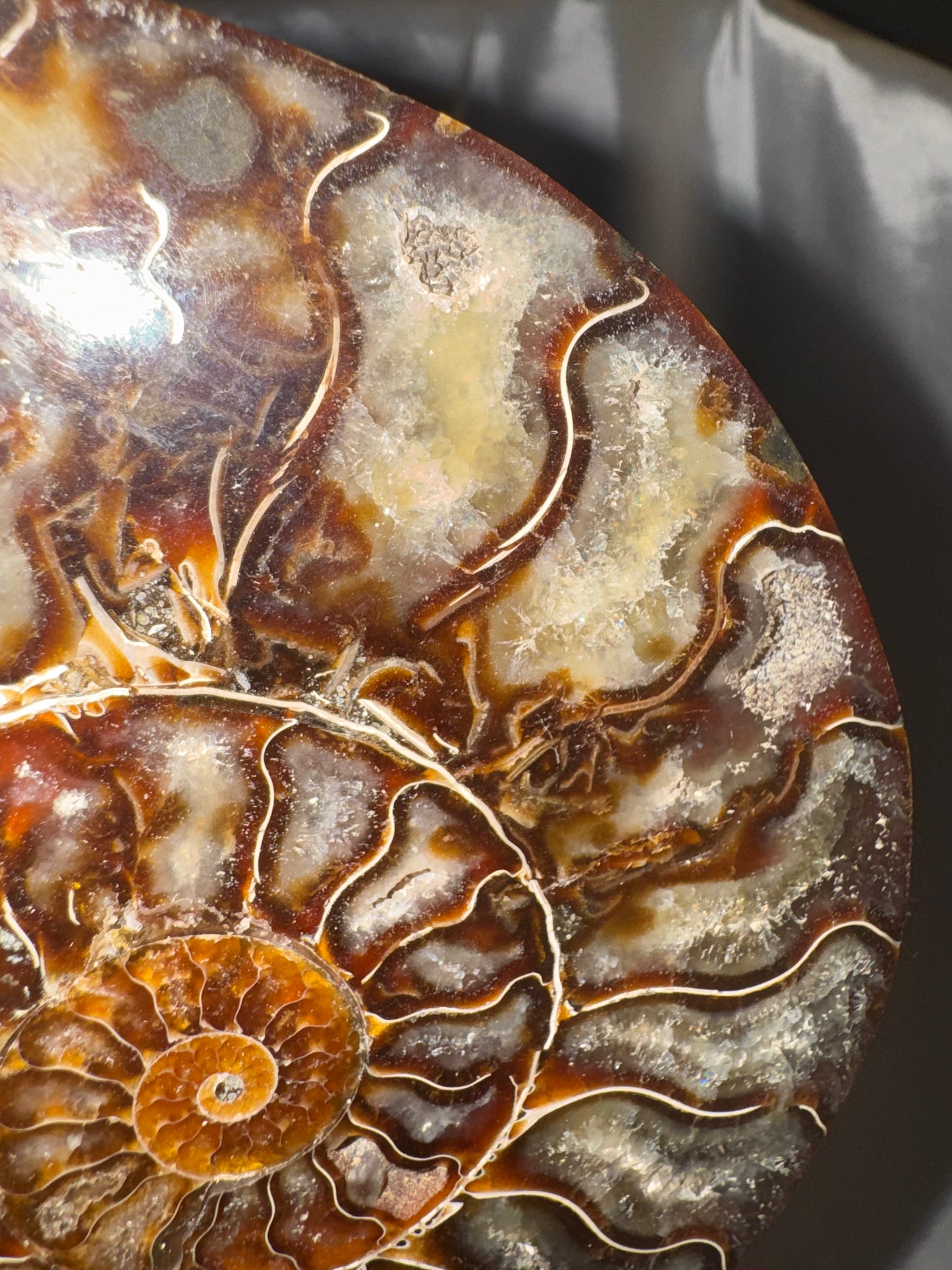 Ammonite XL