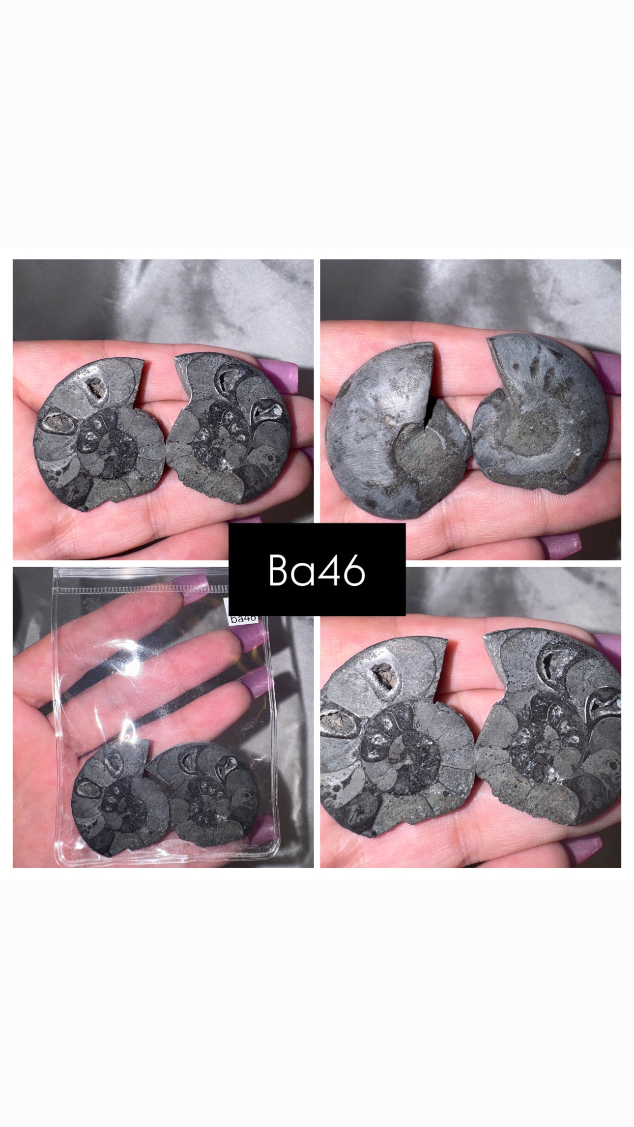 Black Ammonite Rare