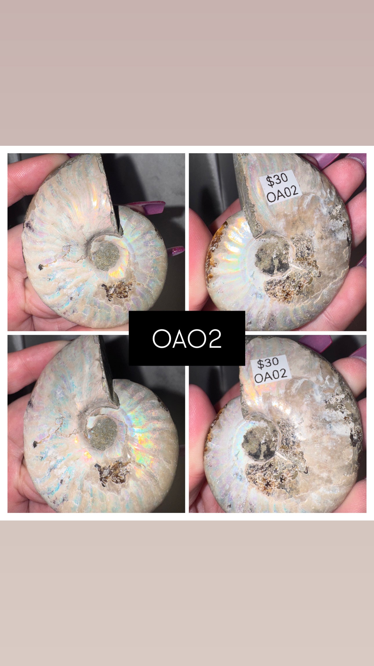 Opalized Ammonite Large (last 2!)