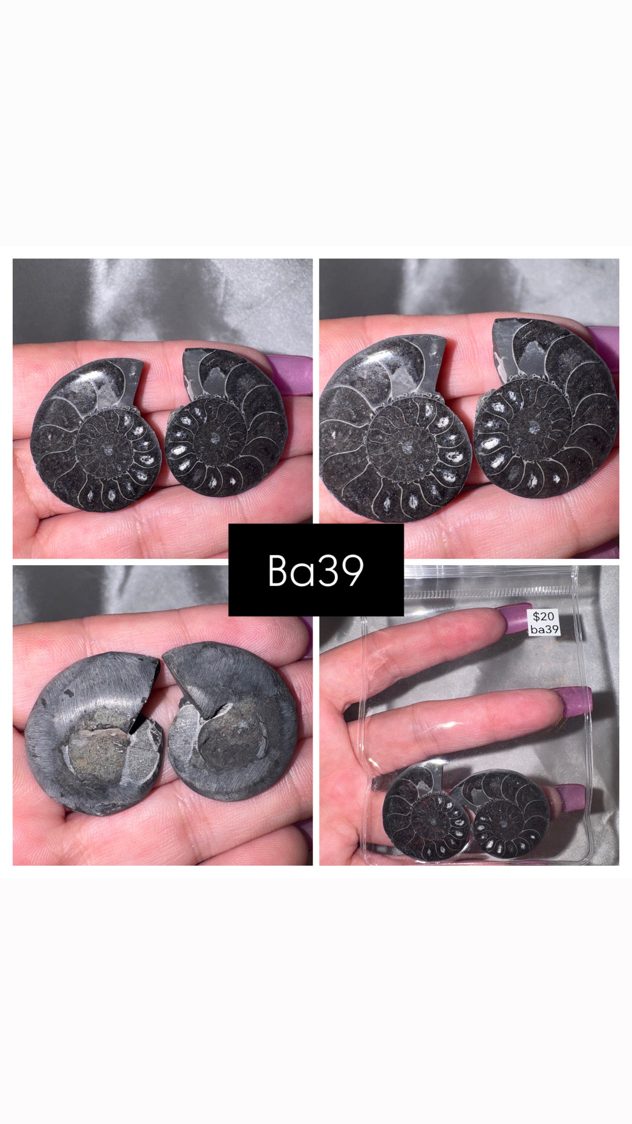 Black Ammonite Rare