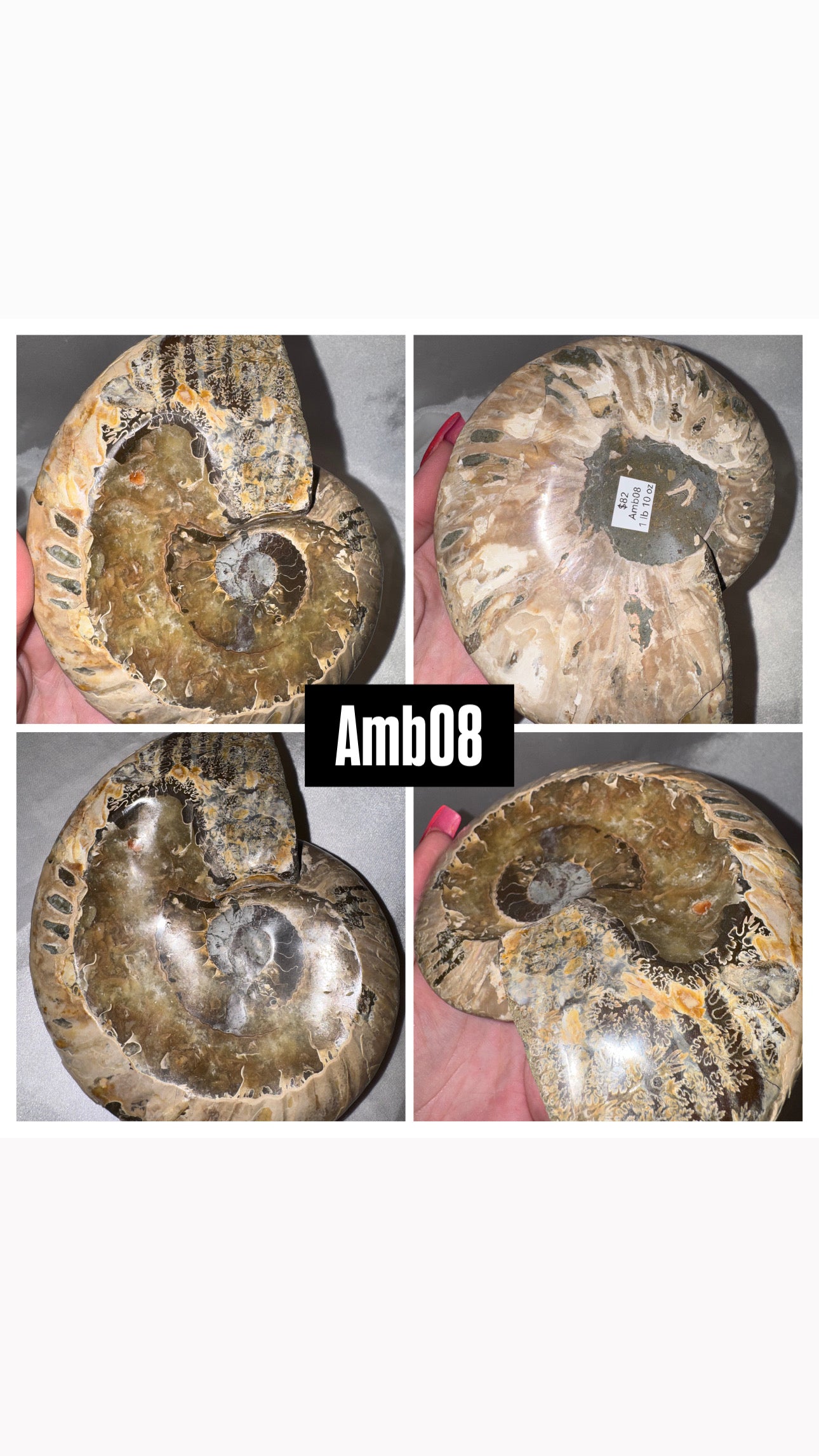Ammonite Large Bowl
