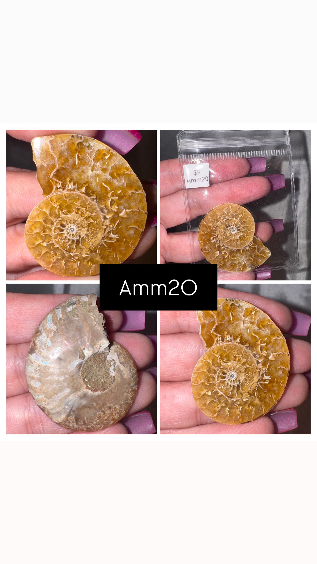 Ammonite Half