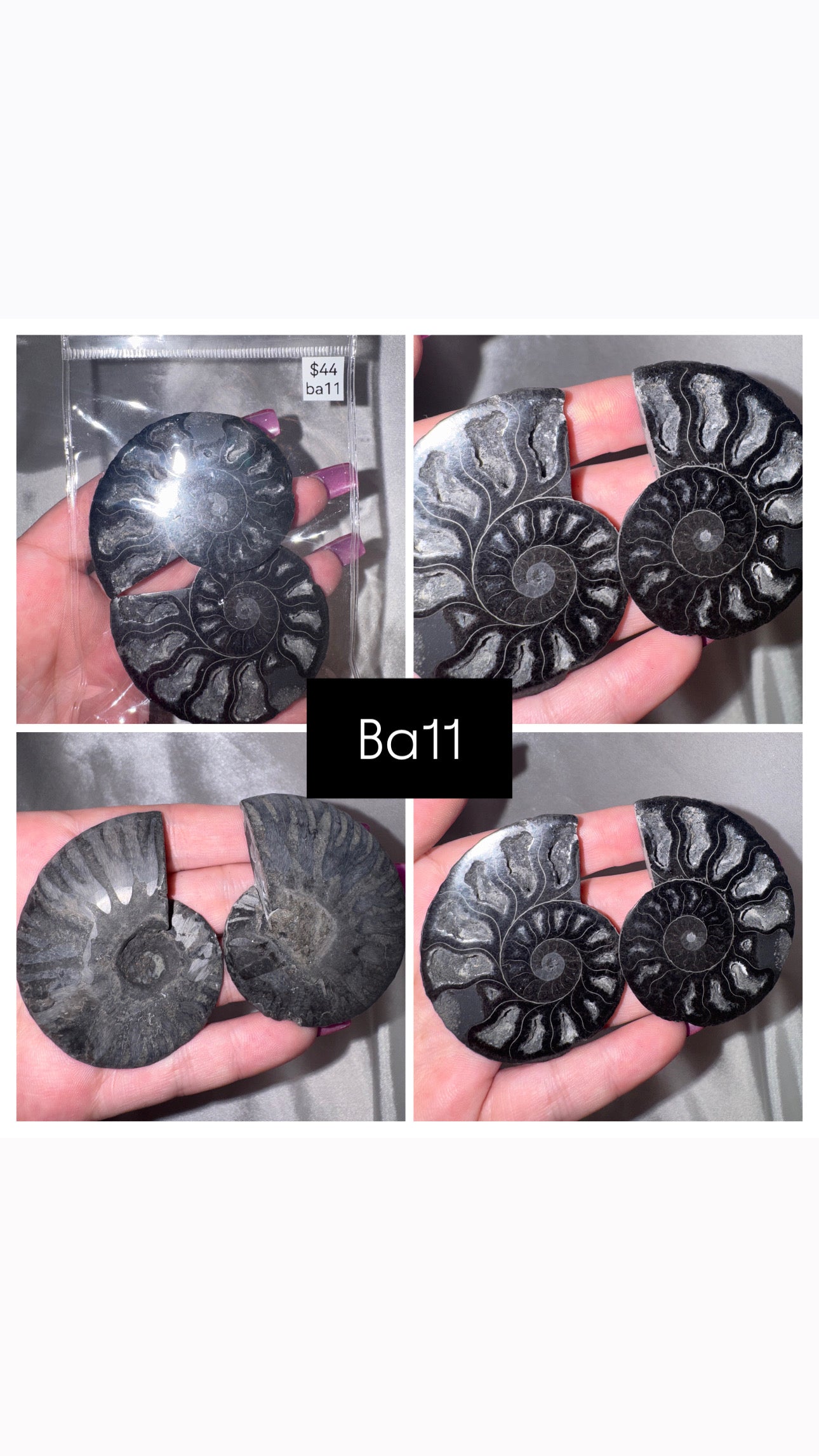 Black Ammonite Rare
