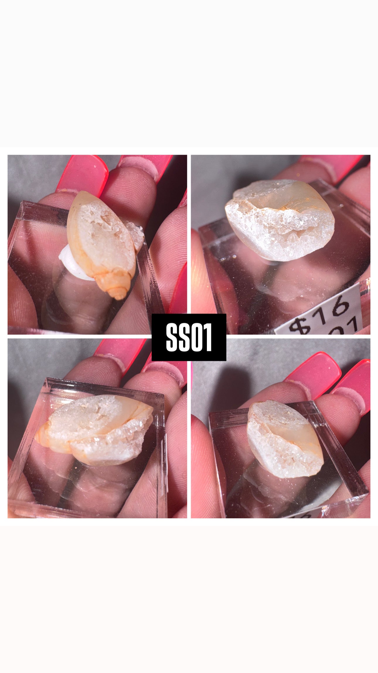 Druzy Fossilized Spiralite Quartz Shell Specimen