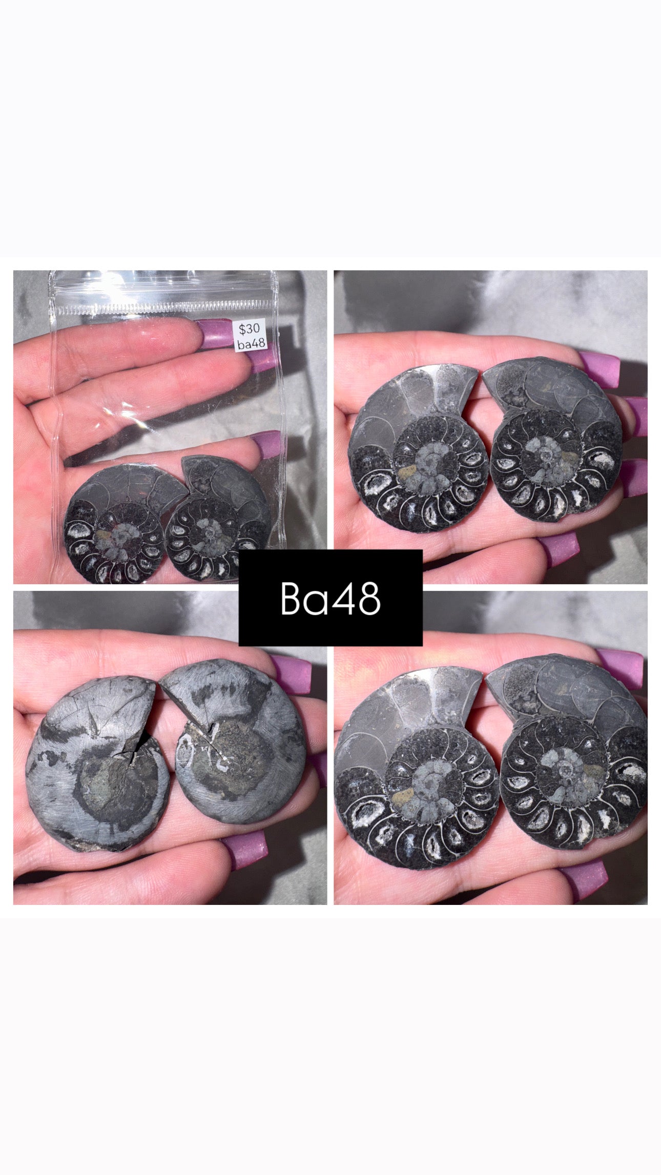 Black Ammonite Rare