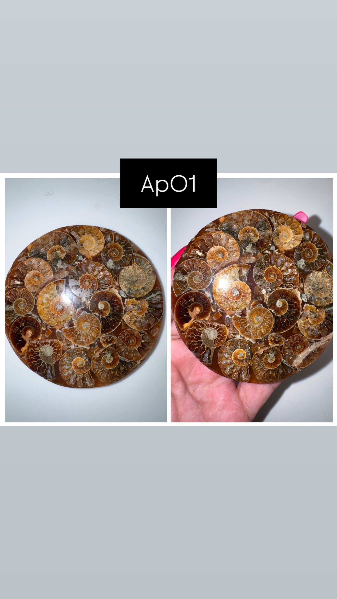 Ammonite Fossil Plate