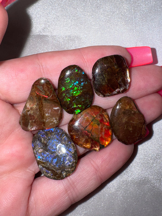 Ammolite Rare