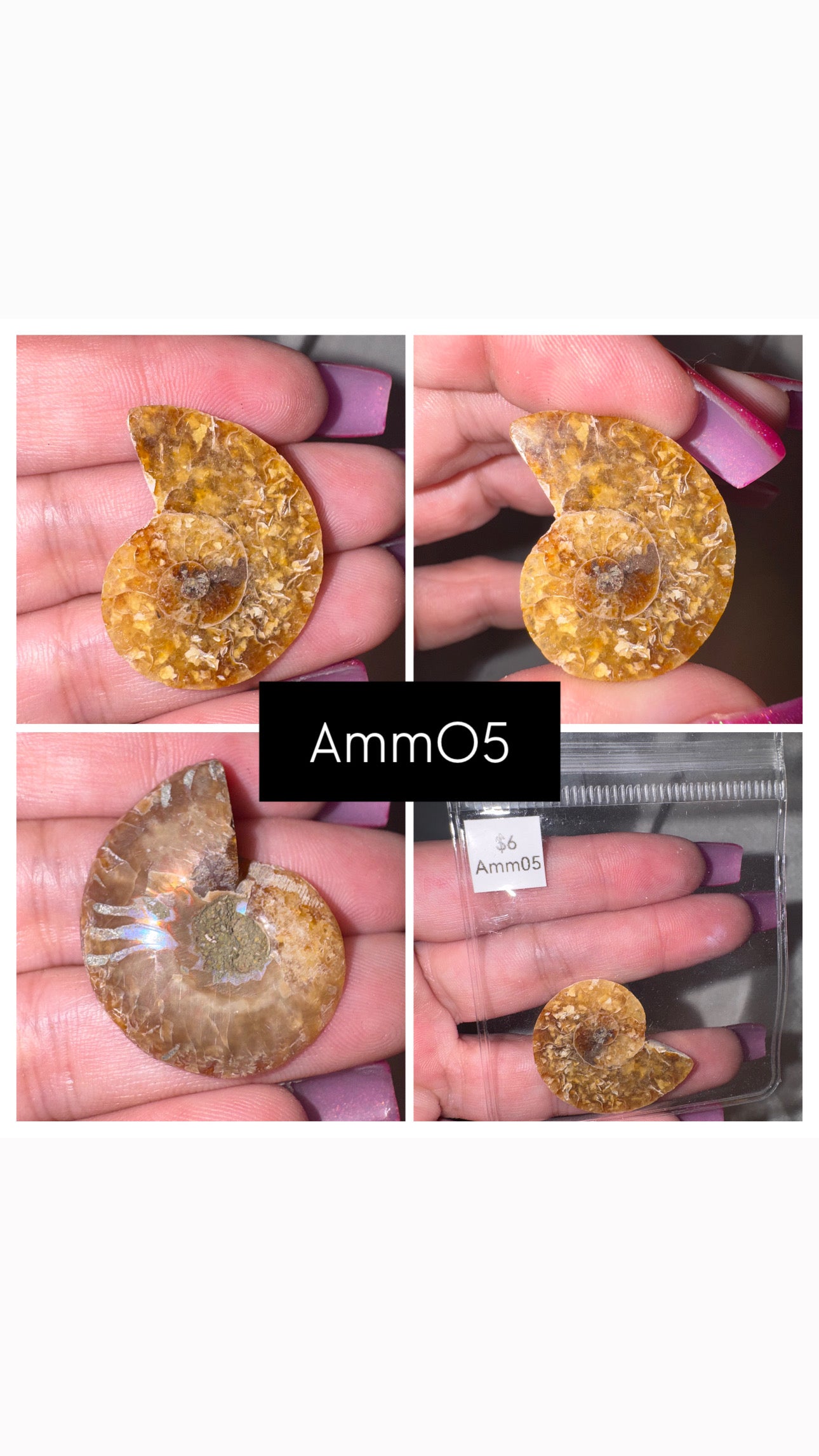 Ammonite Half
