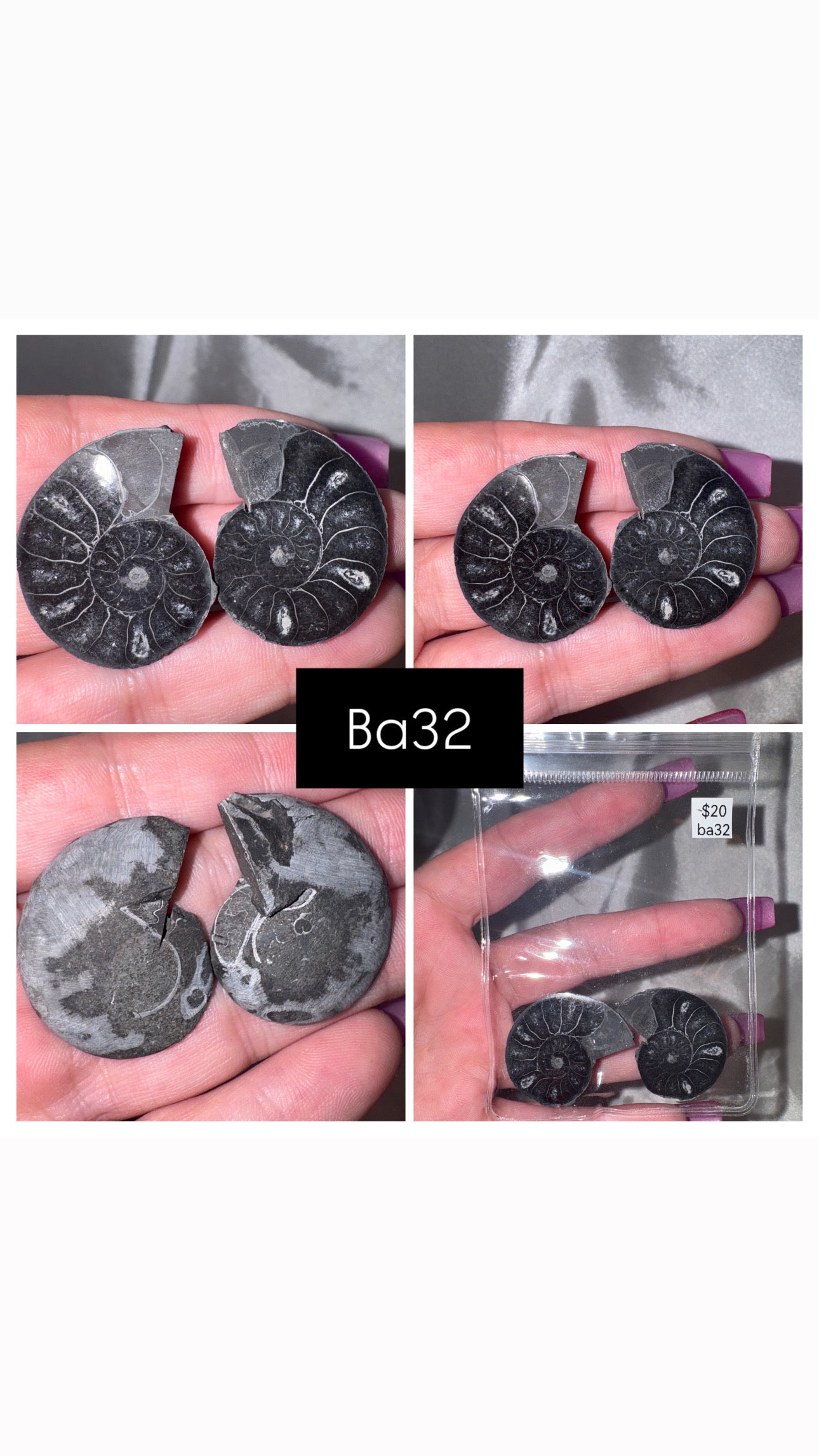Black Ammonite Rare
