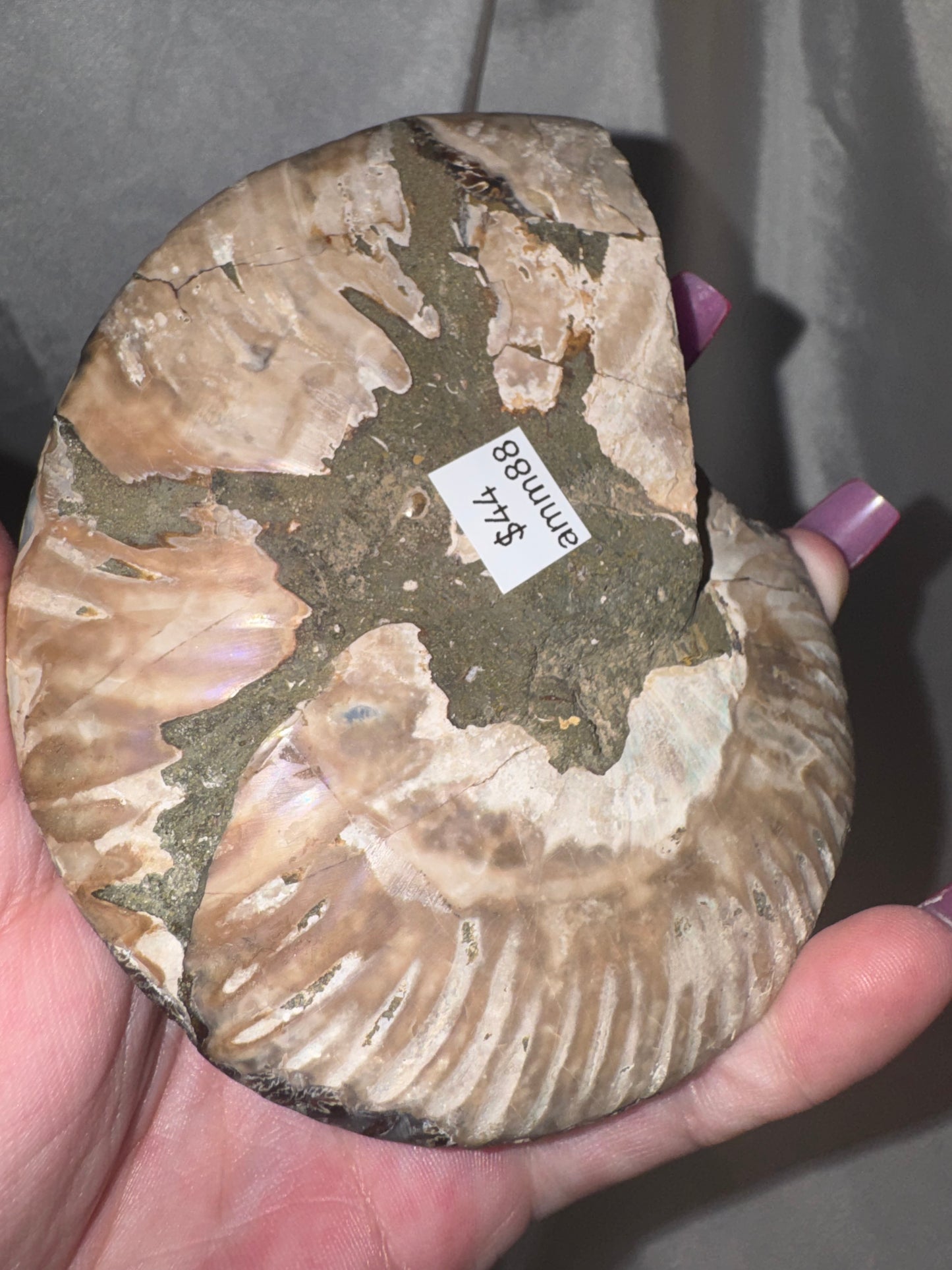 Ammonite XL