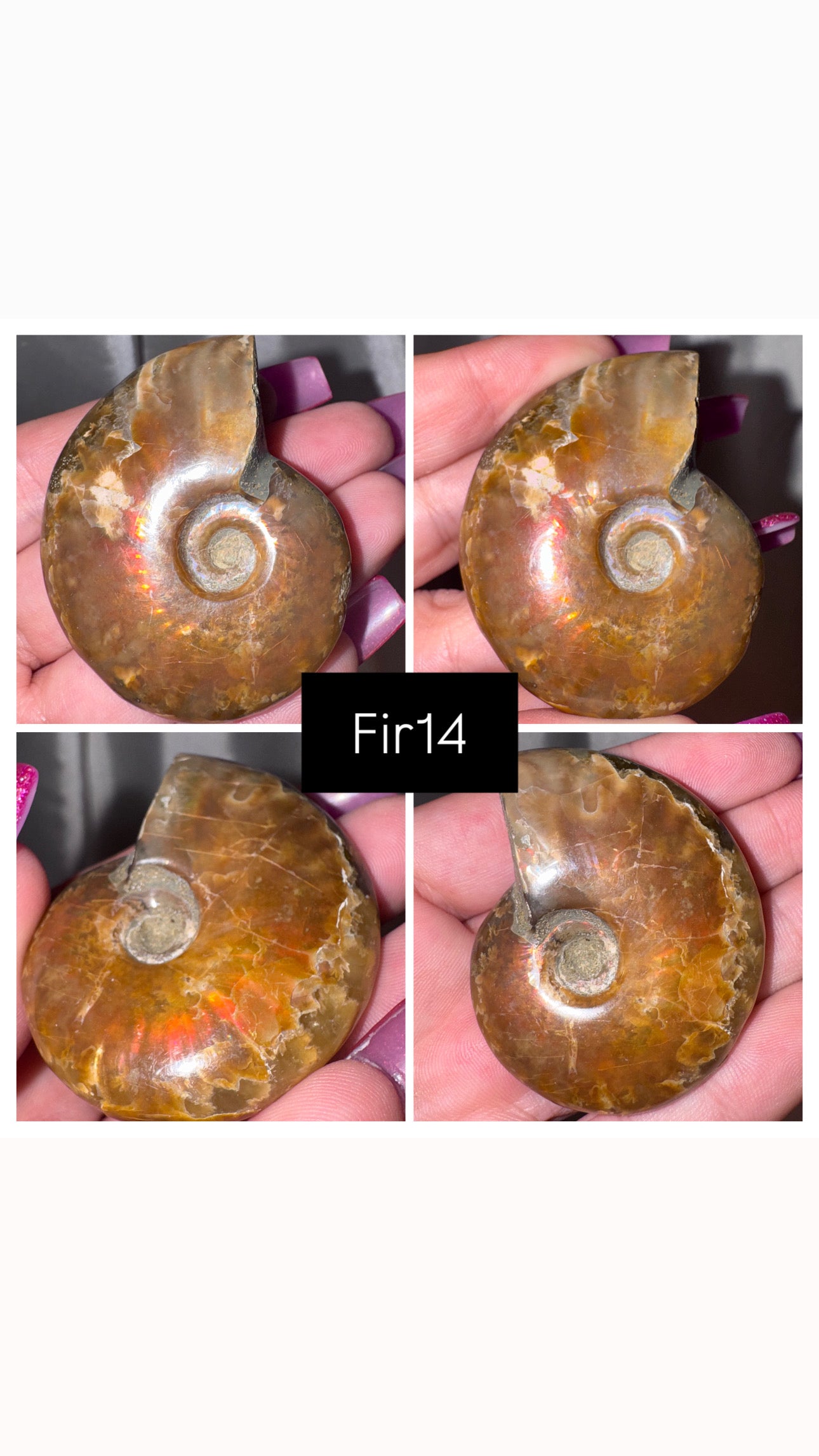 Fire Ammonite