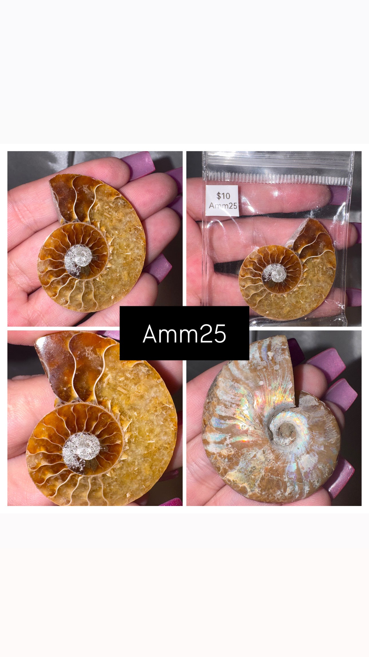 Ammonite Half