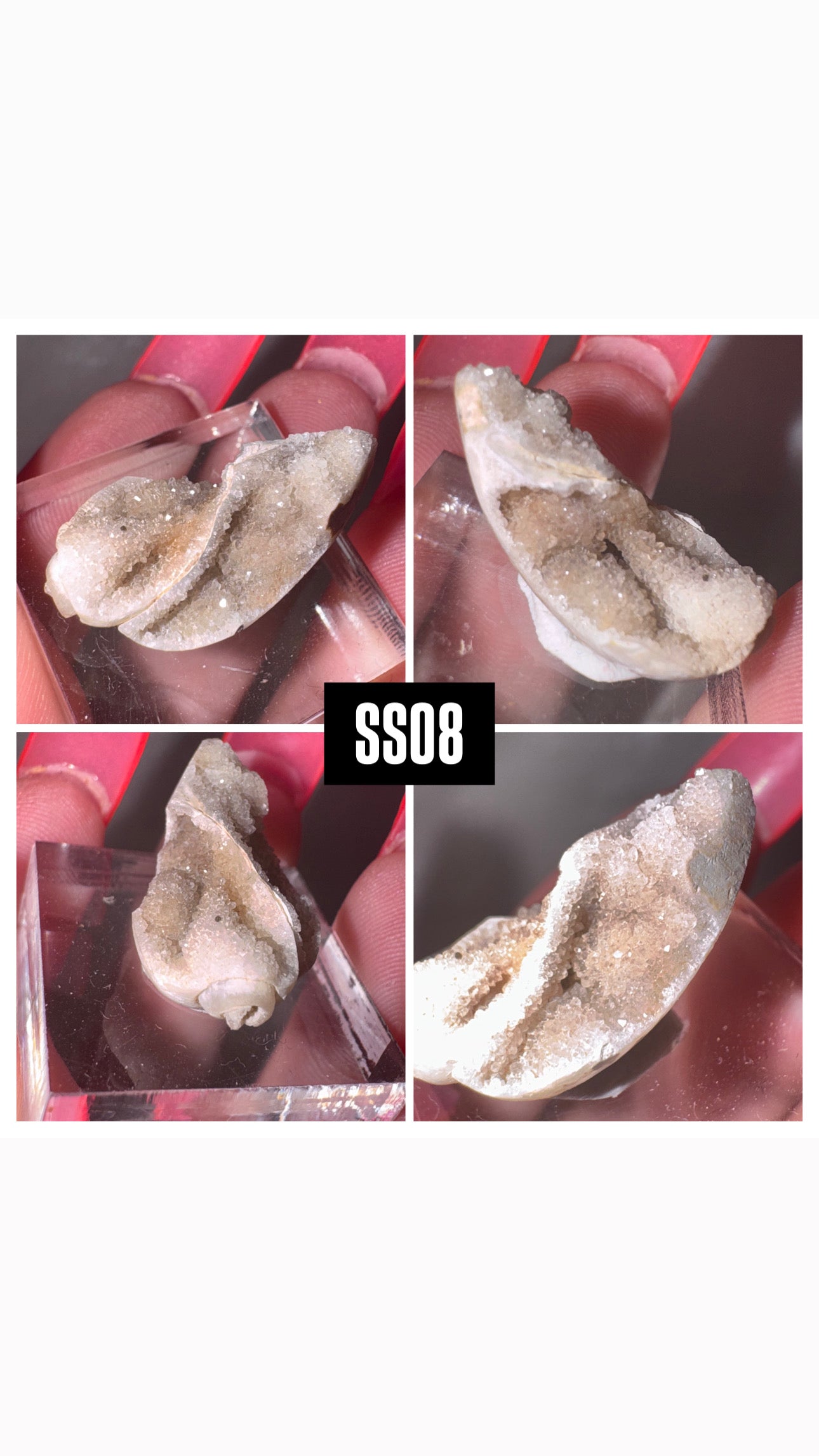 Druzy Fossilized Spiralite Quartz Shell Specimen