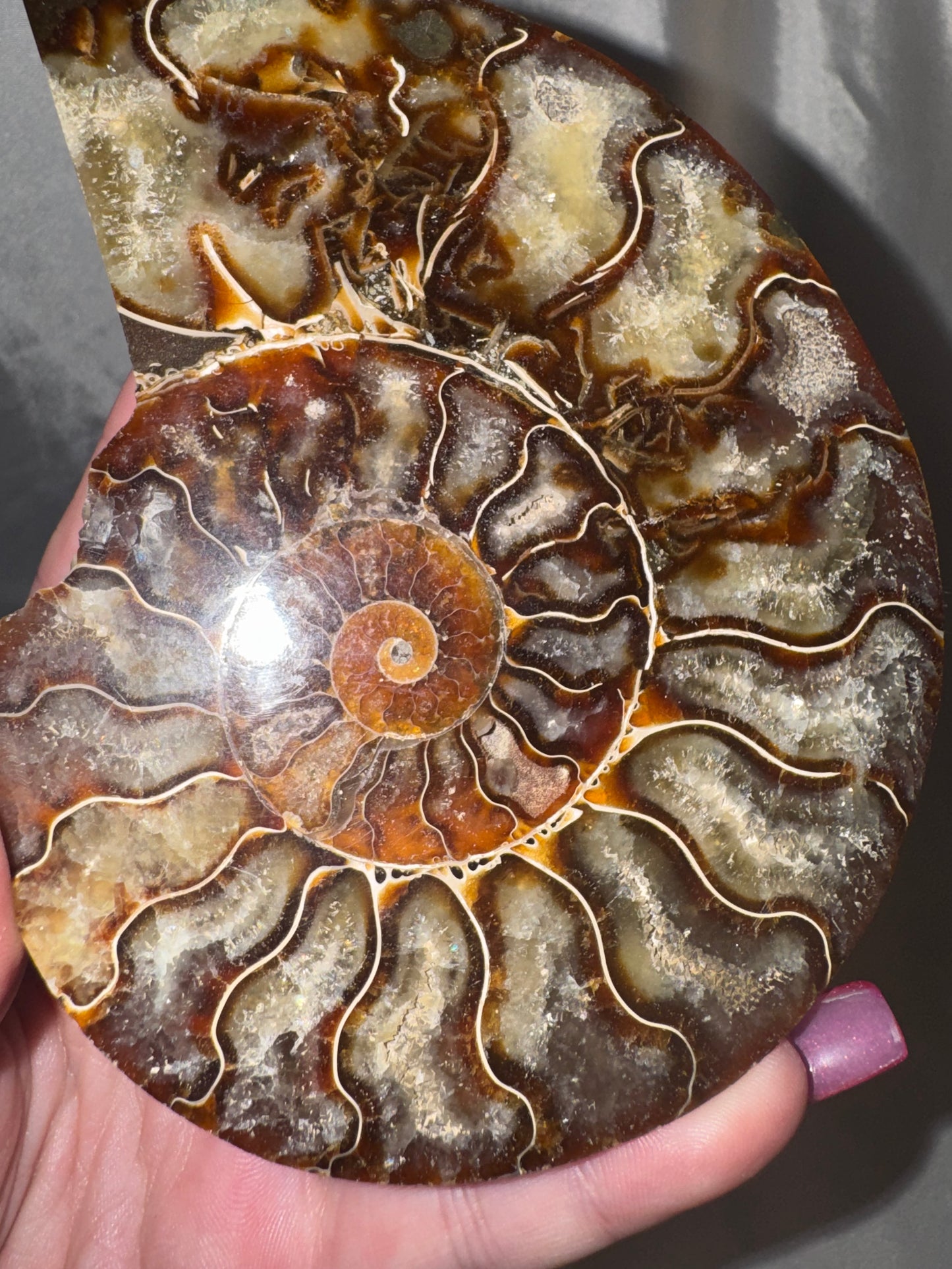 Ammonite XL