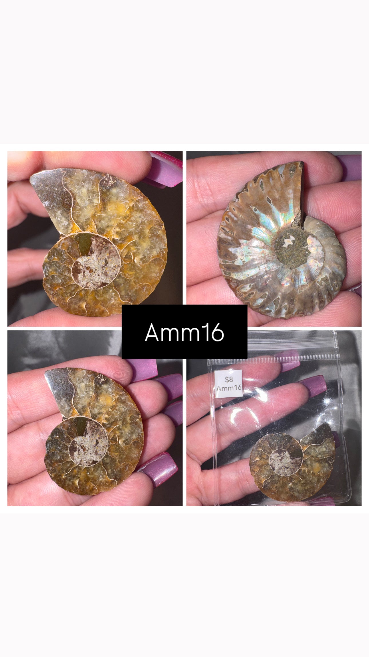 Ammonite Half