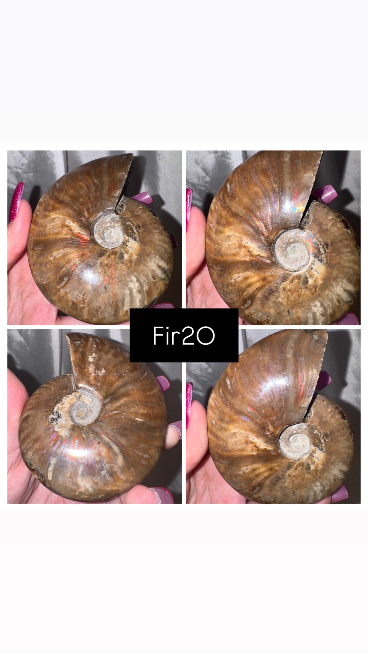 Fire Ammonite