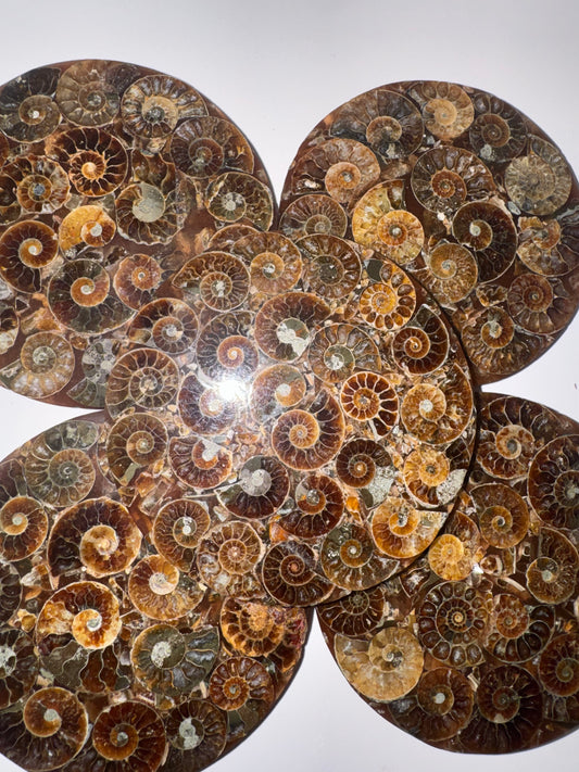 Ammonite Fossil Plate