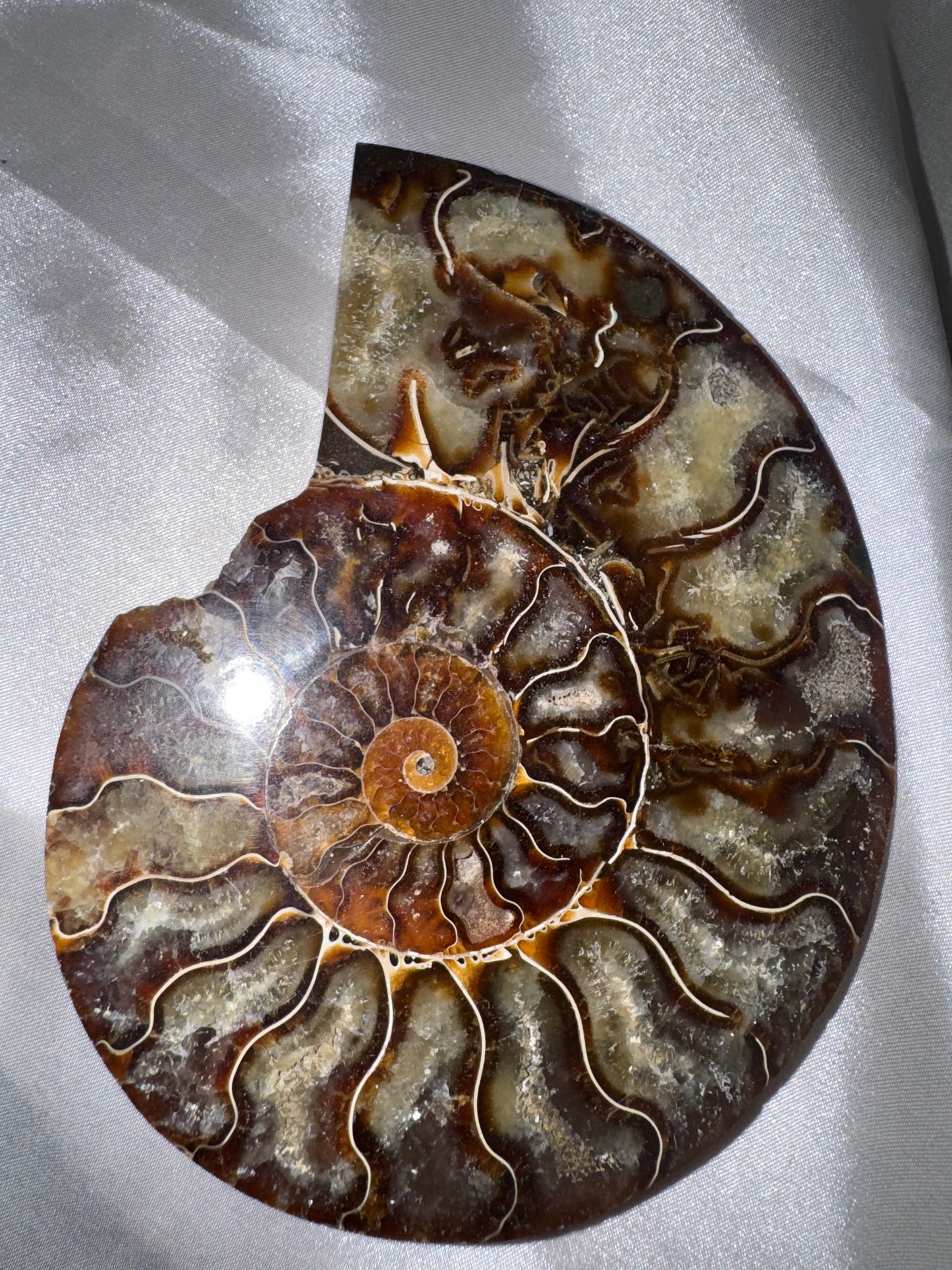 Ammonite XL