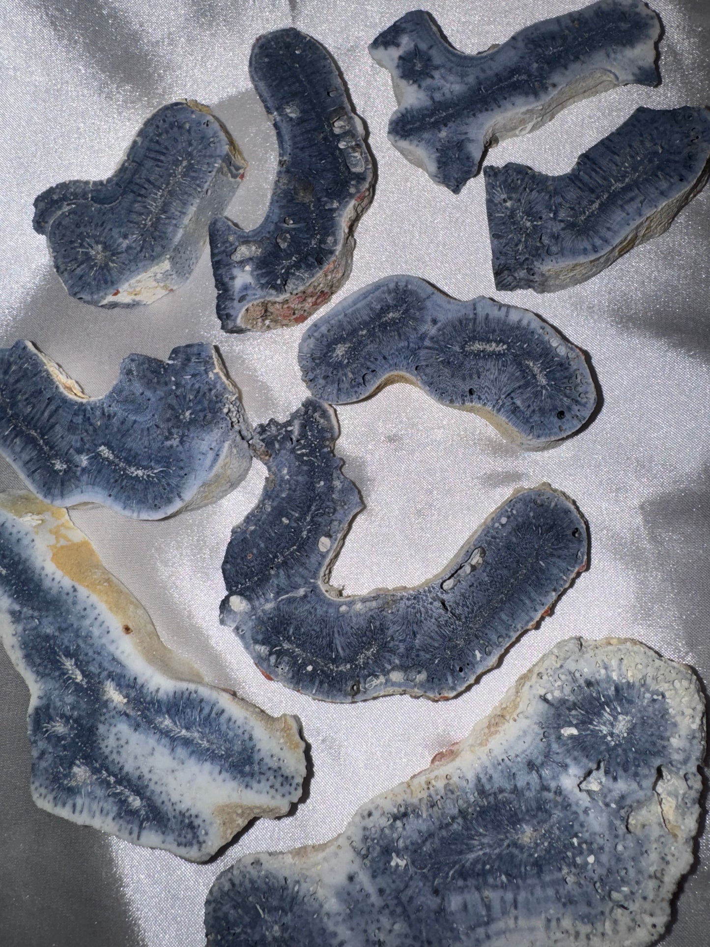 Blue Coral Slice